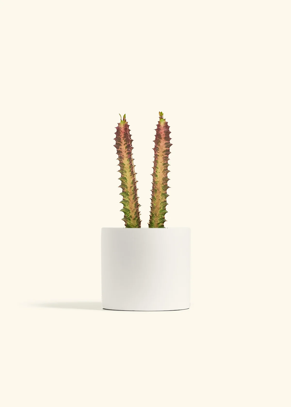 African Milk Tree, Medium - Image 4