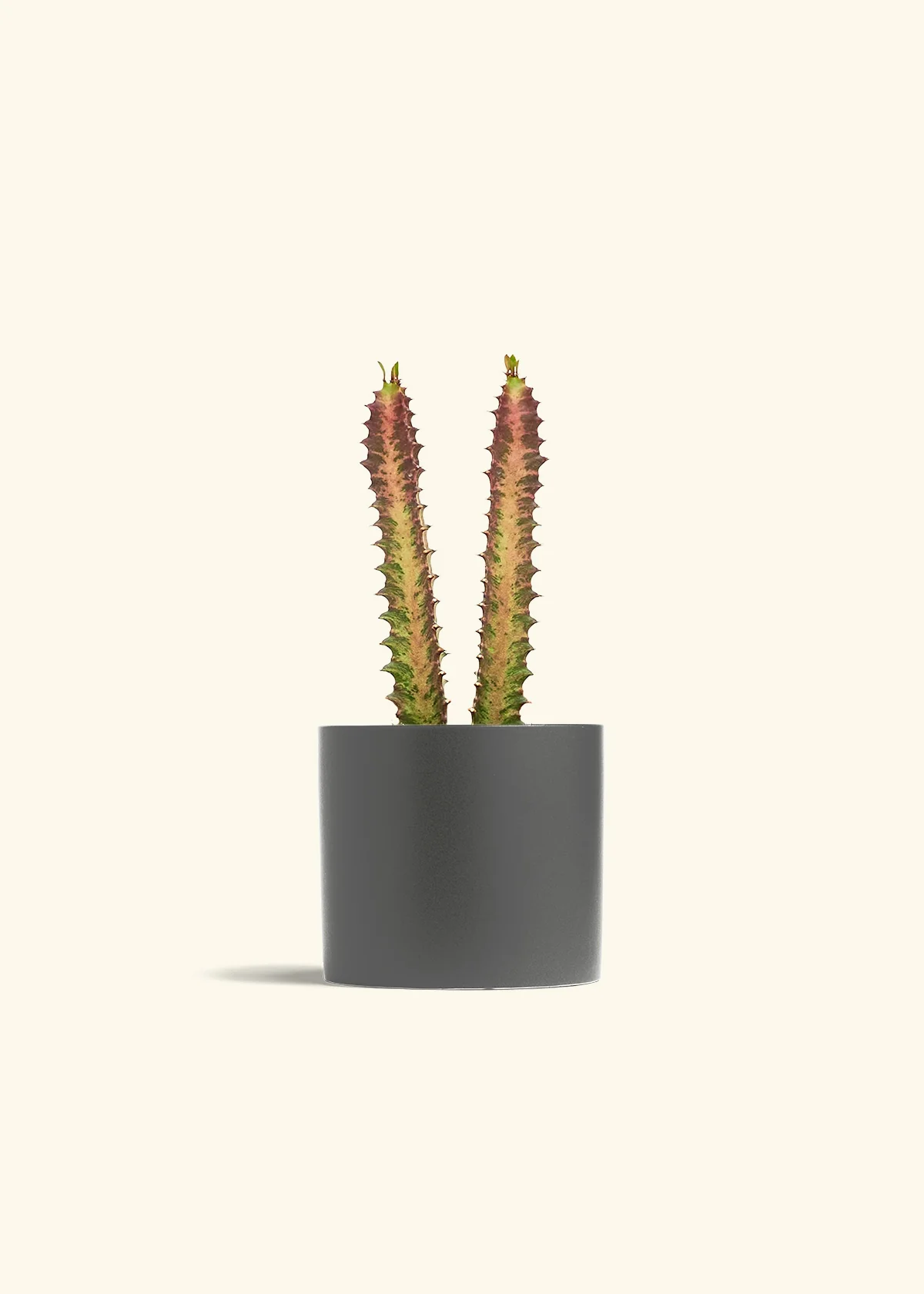African Milk Tree, Medium - Image 6