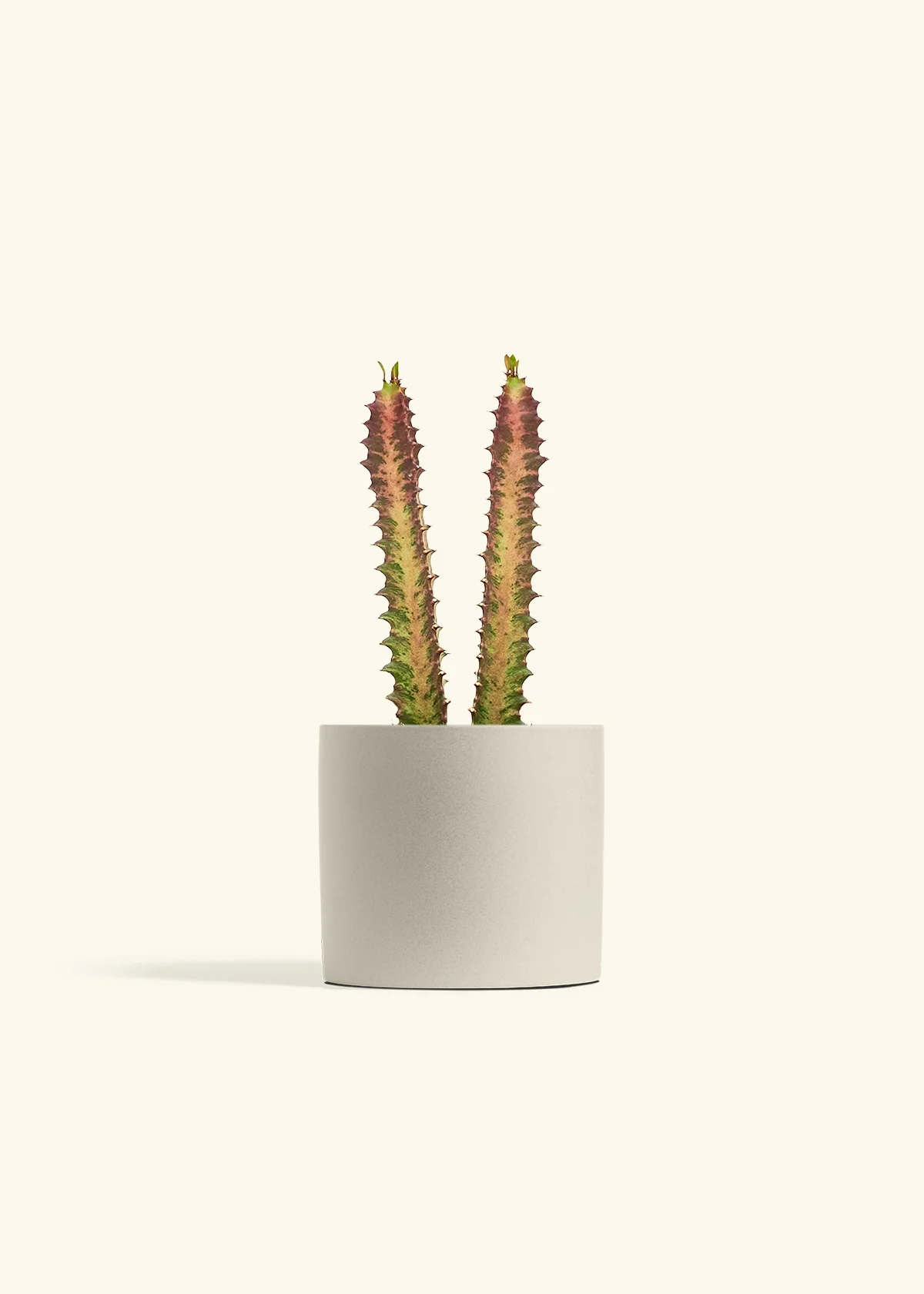 African Milk Tree, Medium - Image 7