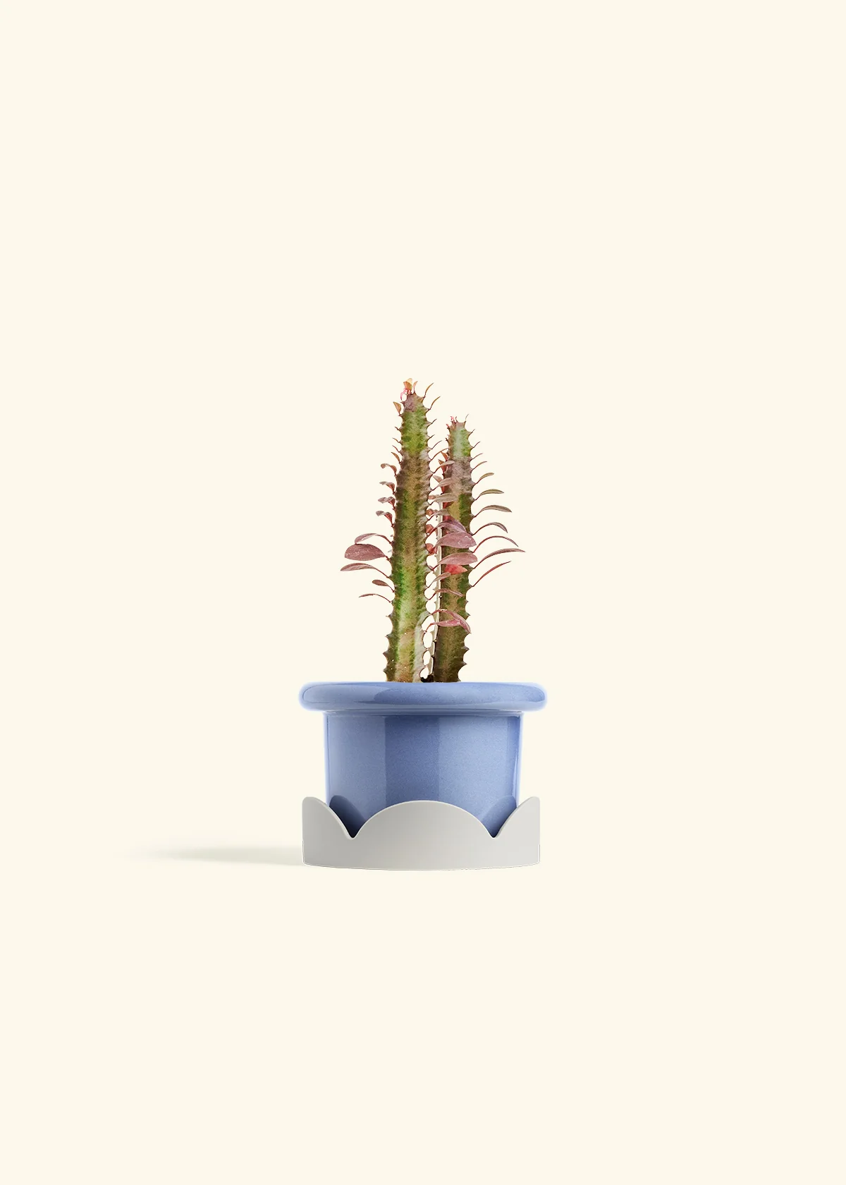 African Milk Tree, Small - Image 10