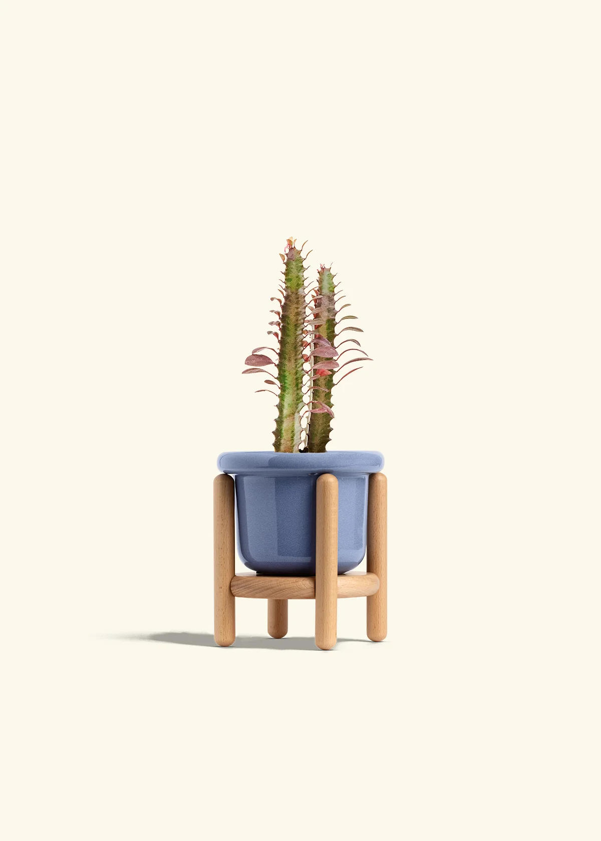 African Milk Tree, Small - Image 11