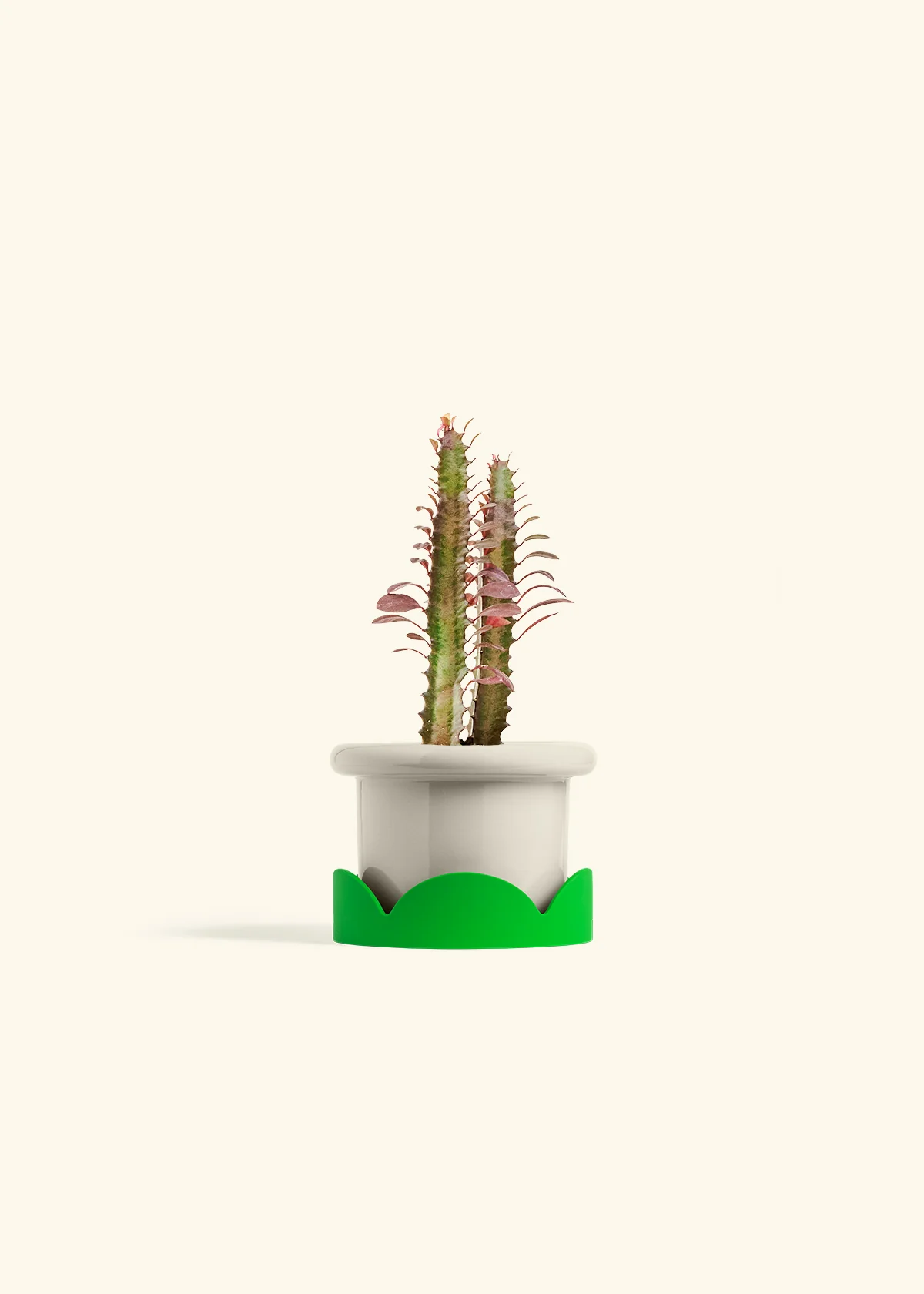 African Milk Tree, Small - Image 13