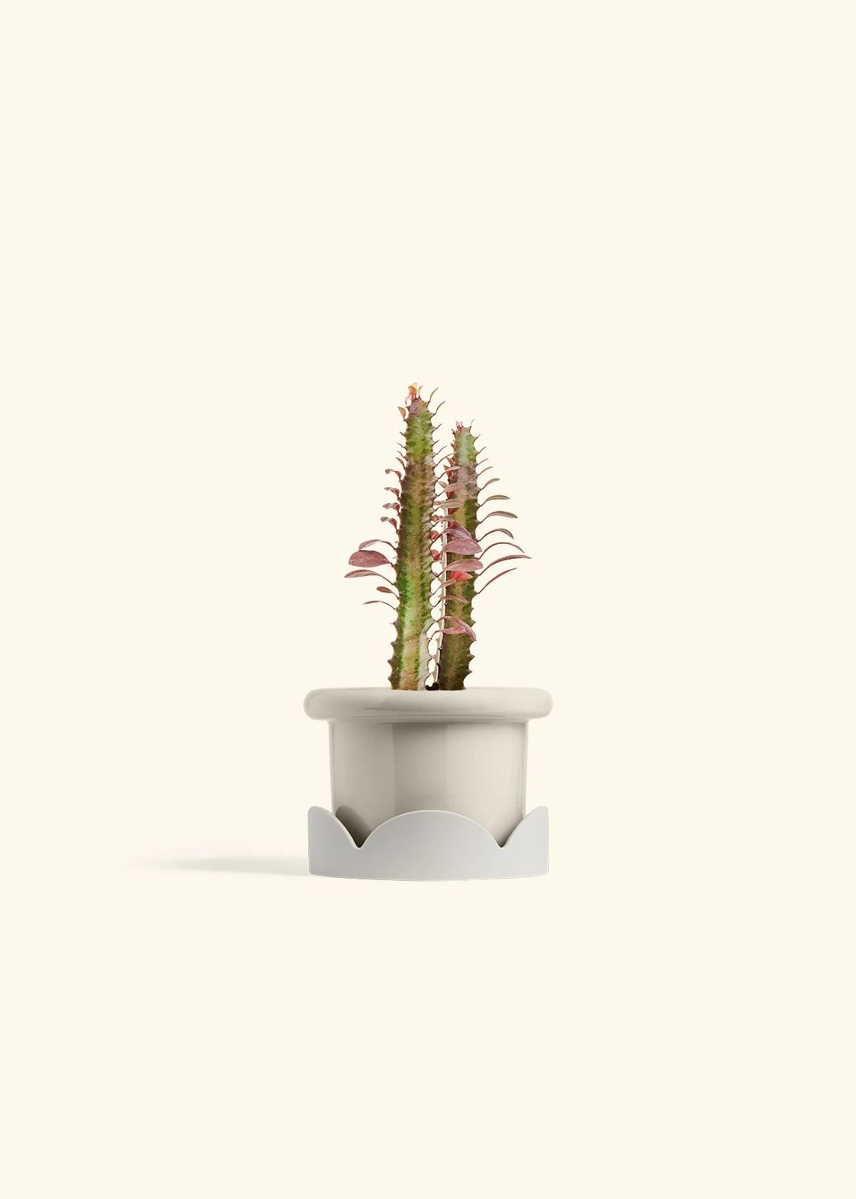 African Milk Tree, Small - Image 14