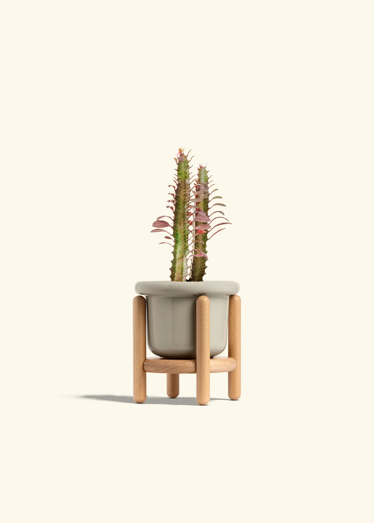 African Milk Tree, Small - Image 15