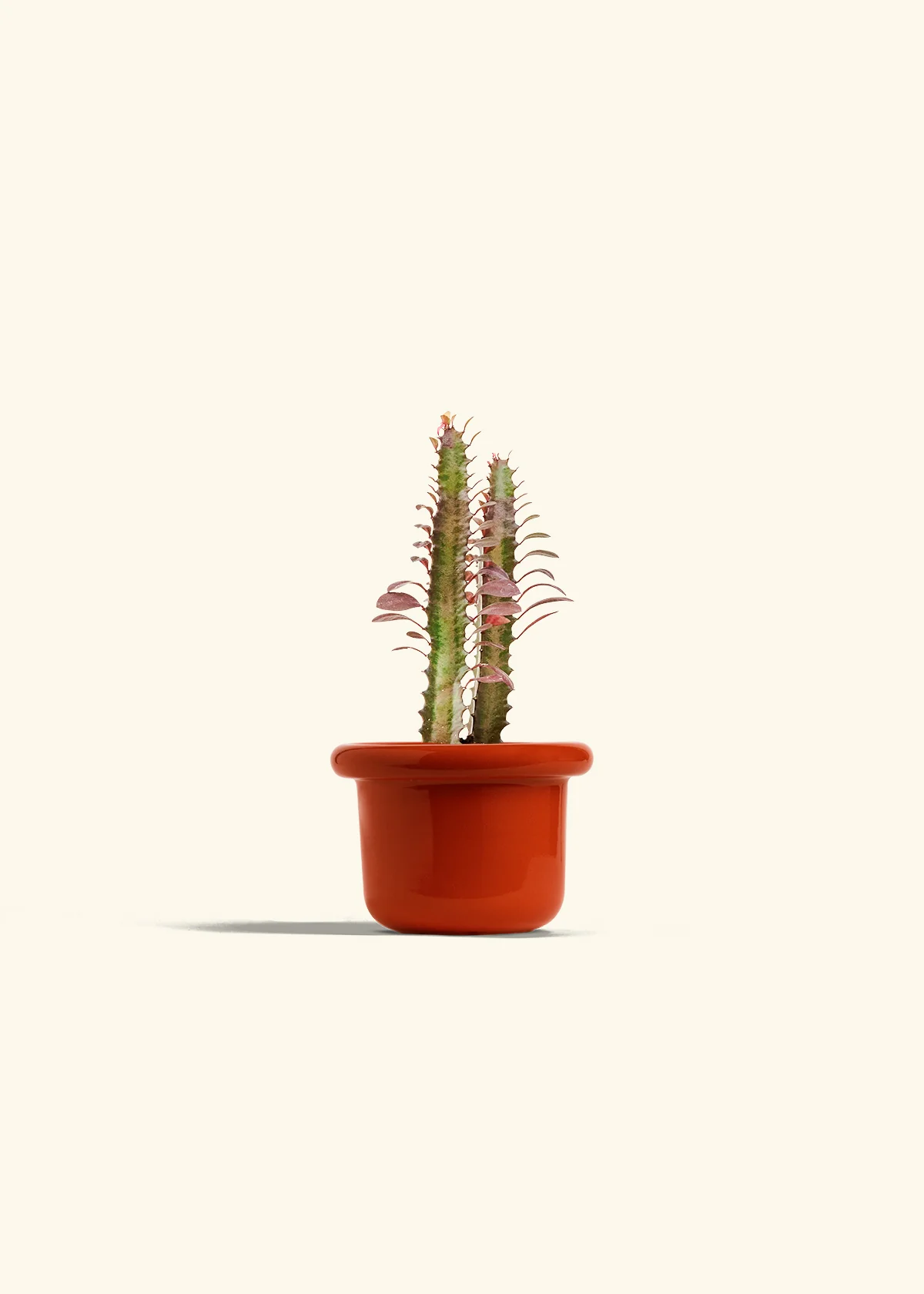 African Milk Tree, Small - Image 16