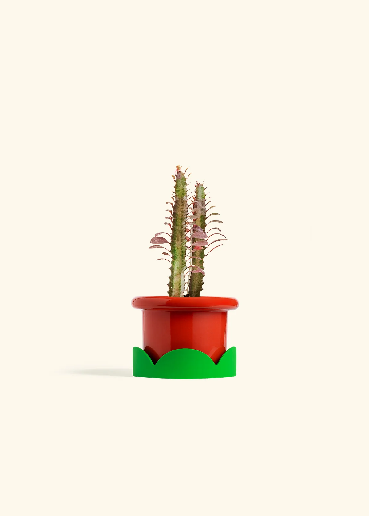 African Milk Tree, Small - Image 17