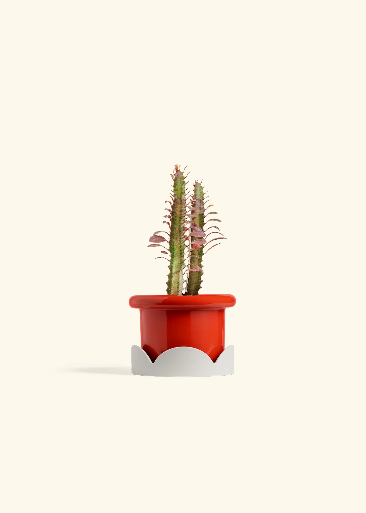 African Milk Tree, Small - Image 18