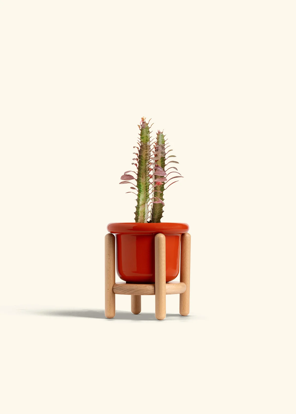 African Milk Tree, Small - Image 19