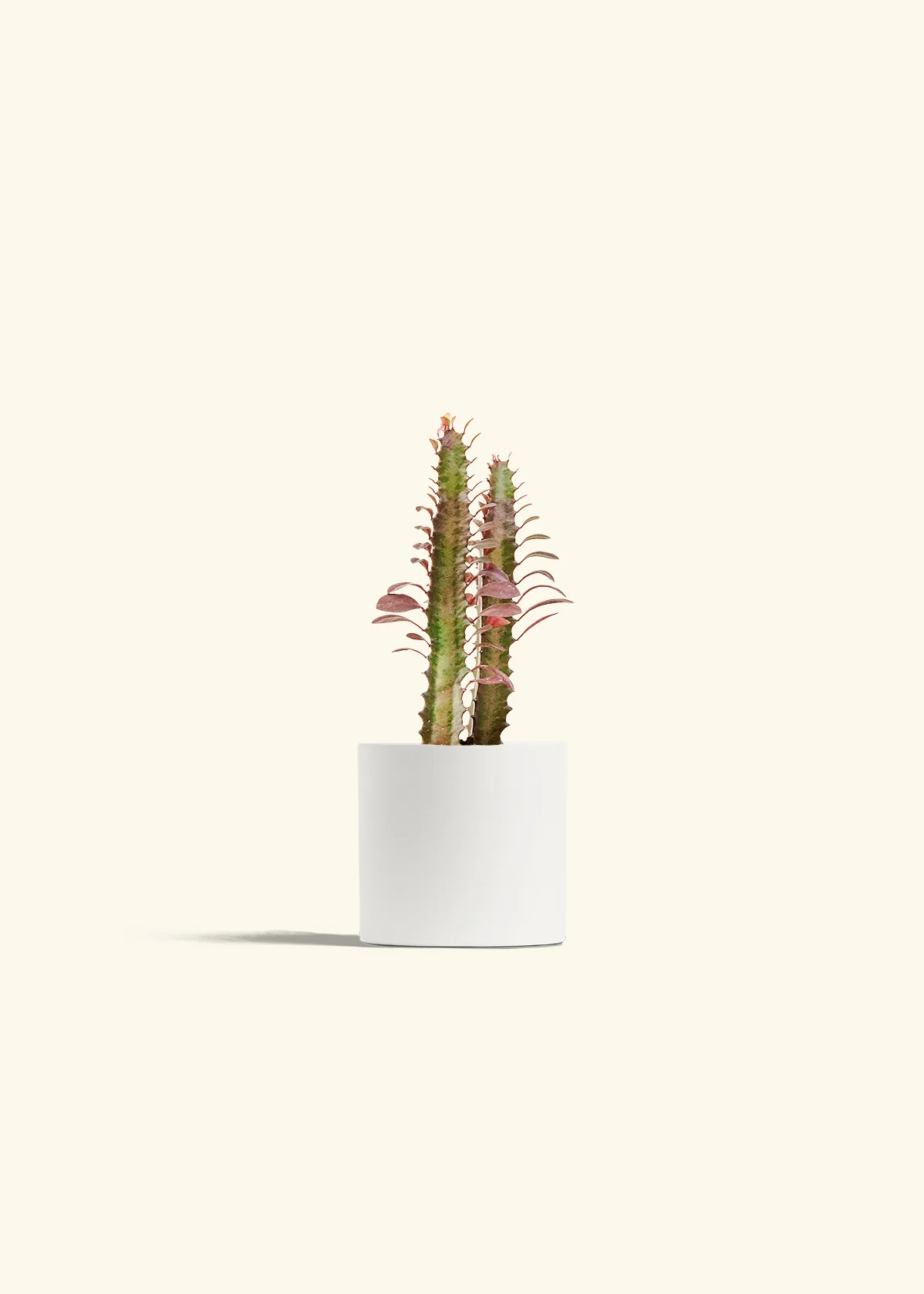 African Milk Tree, Small - Image 20