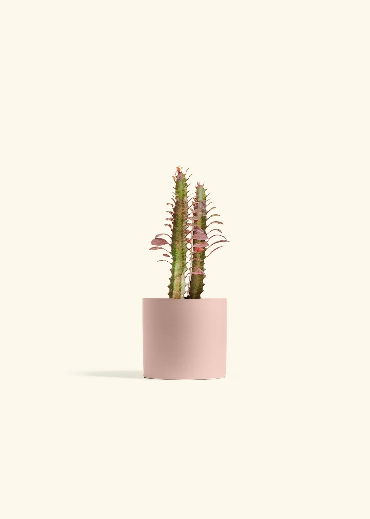 African Milk Tree, Small - Image 24