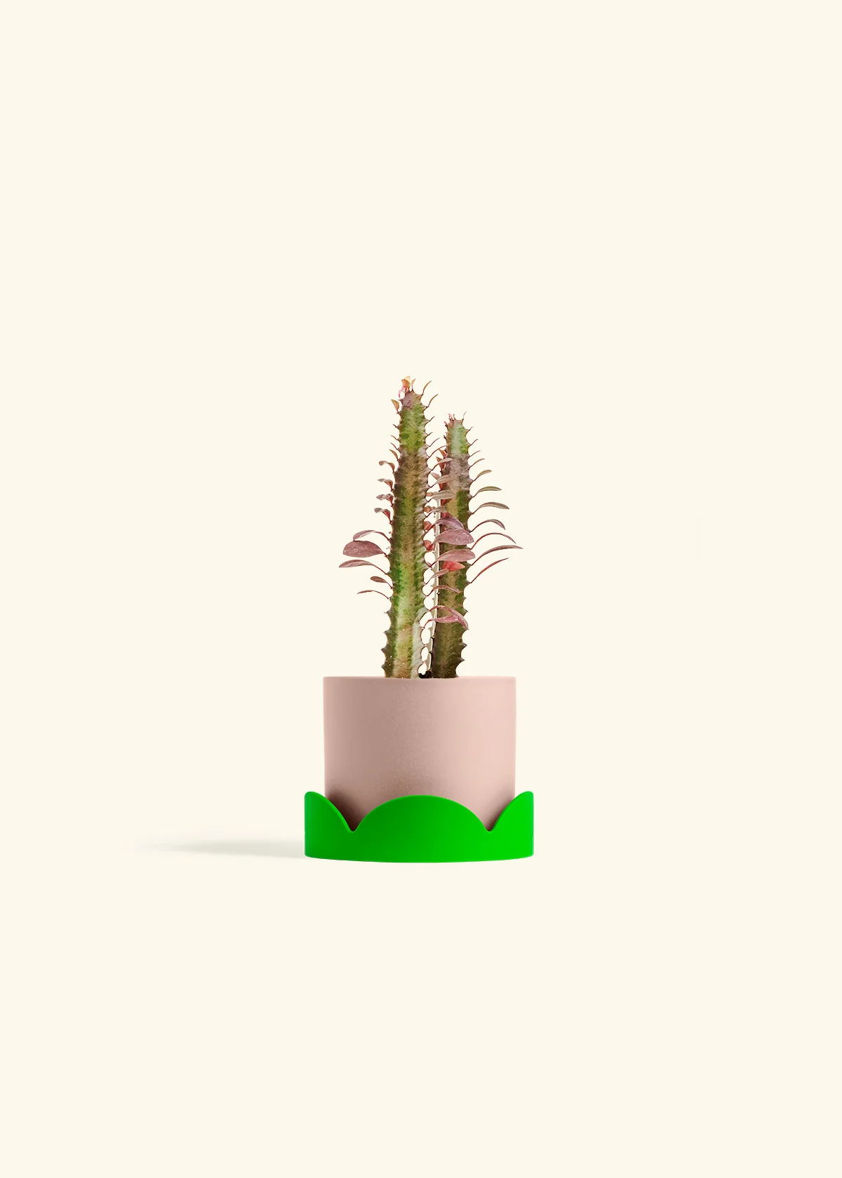 African Milk Tree, Small - Image 25