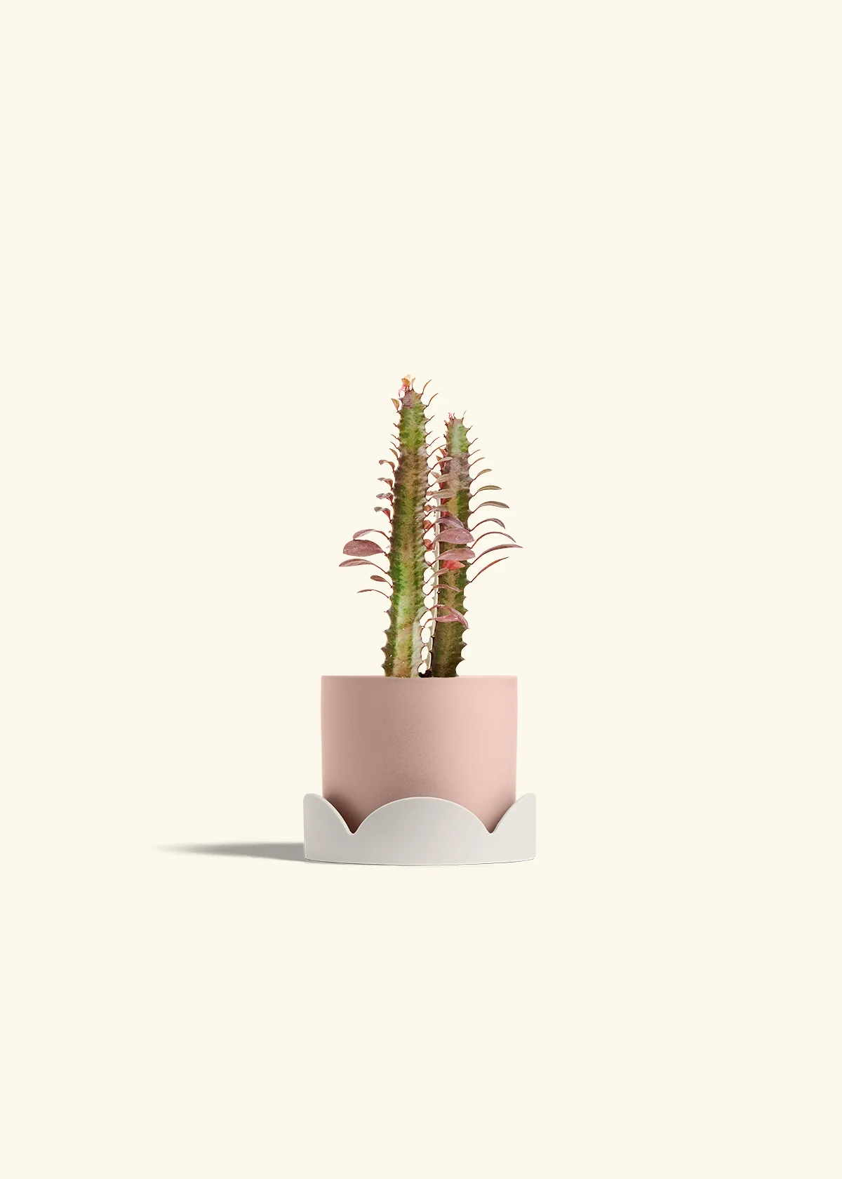 African Milk Tree, Small - Image 26