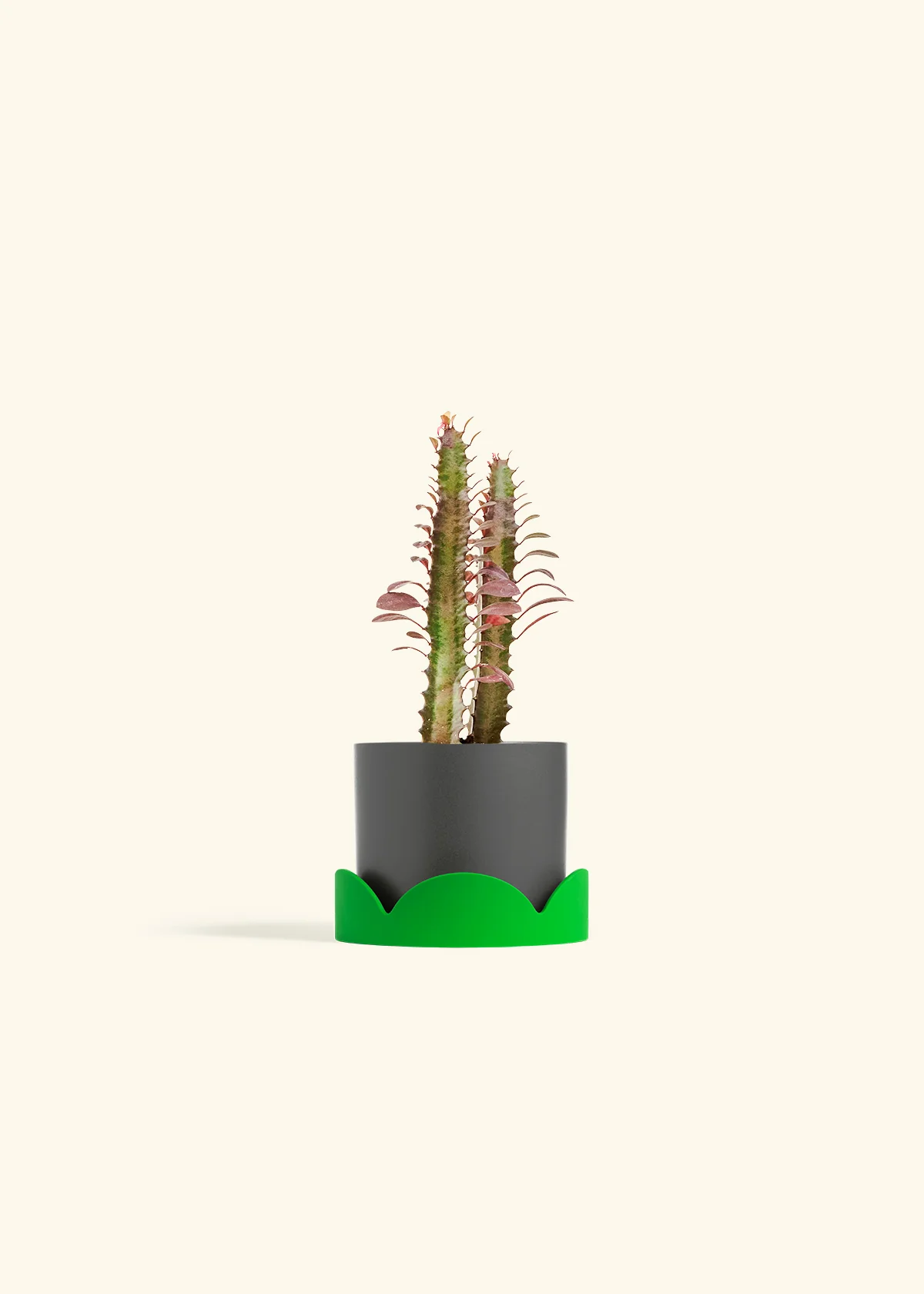 African Milk Tree, Small - Image 29