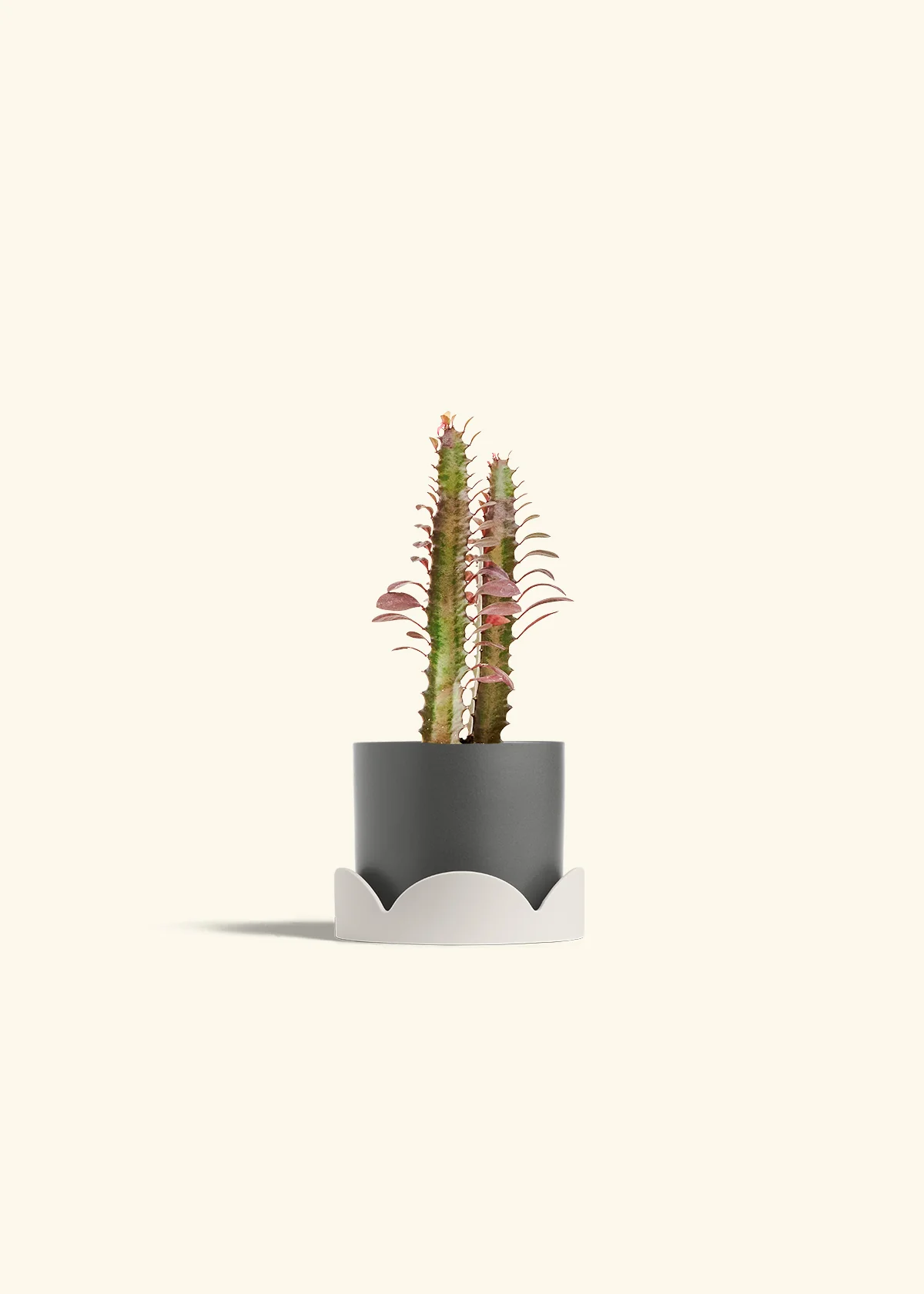 African Milk Tree, Small - Image 30