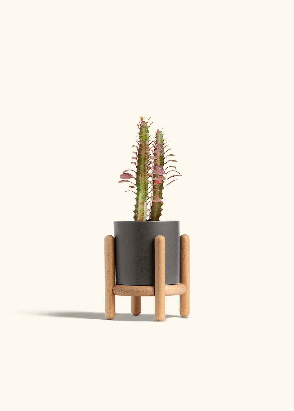 African Milk Tree, Small - Image 31