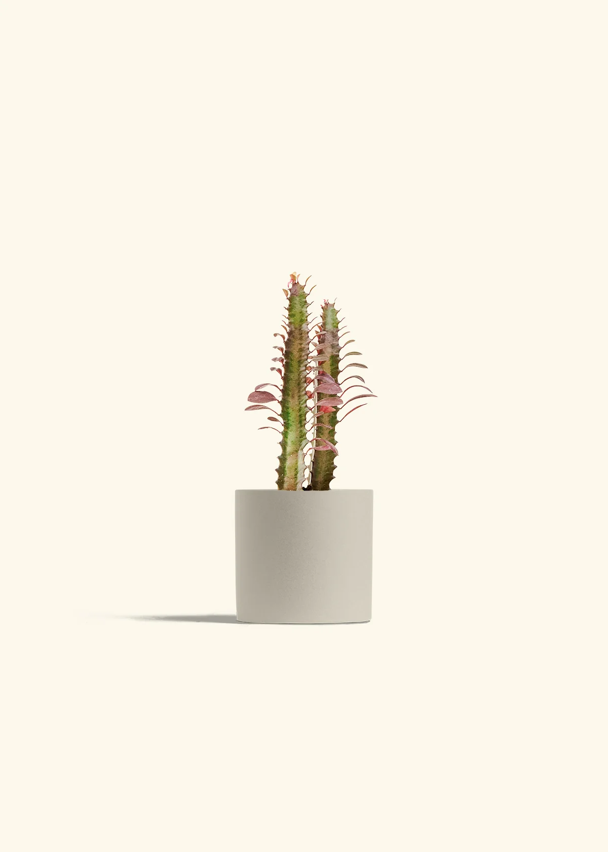 African Milk Tree, Small - Image 32