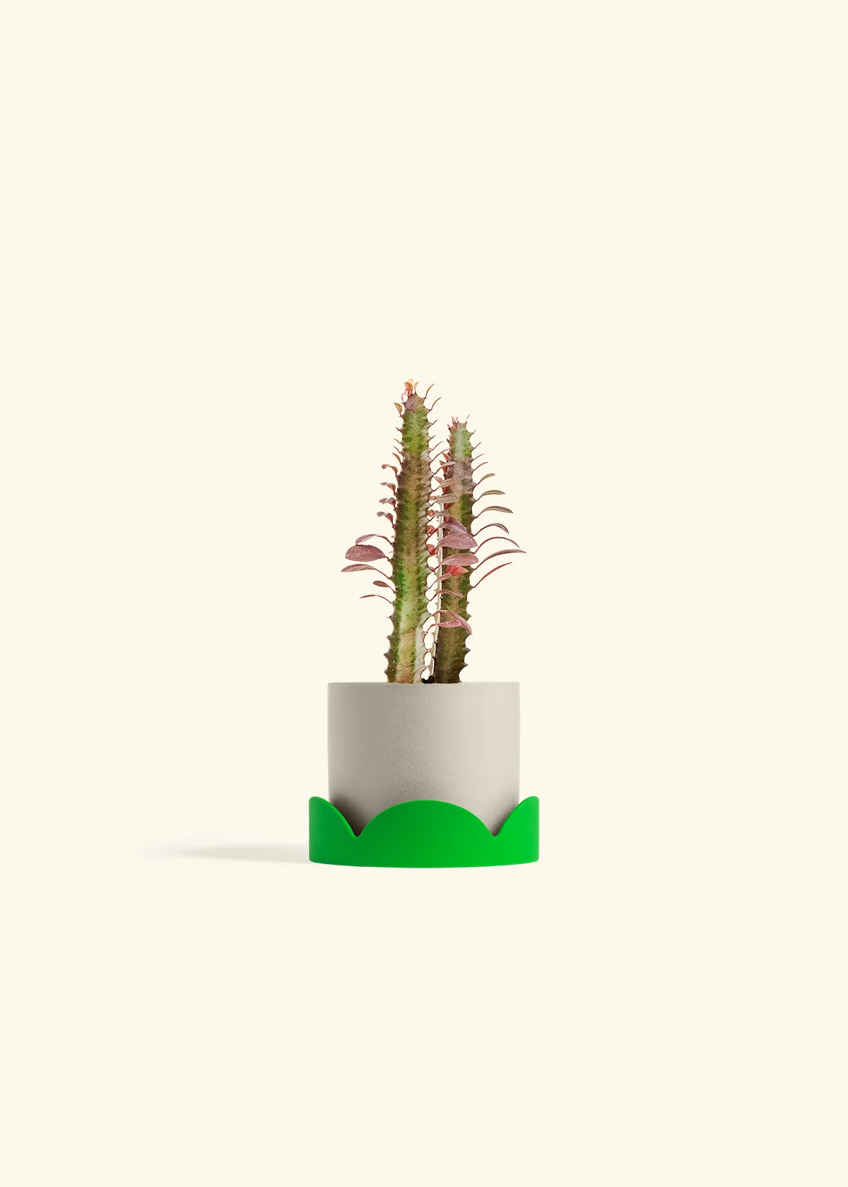 African Milk Tree, Small - Image 33