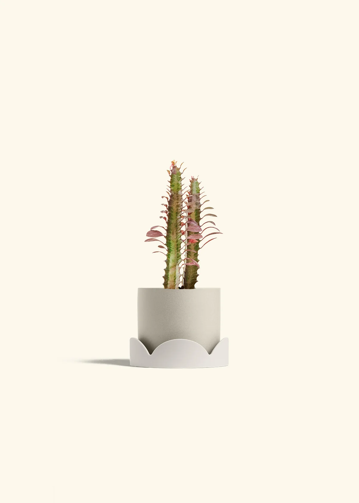 African Milk Tree, Small - Image 34
