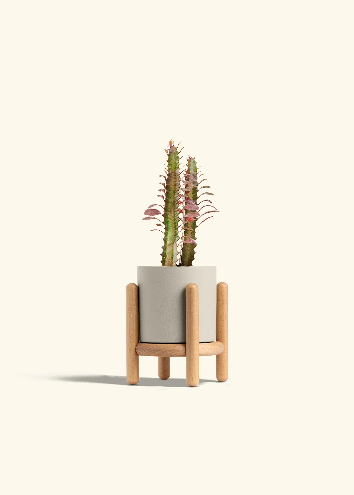 African Milk Tree, Small - Image 35