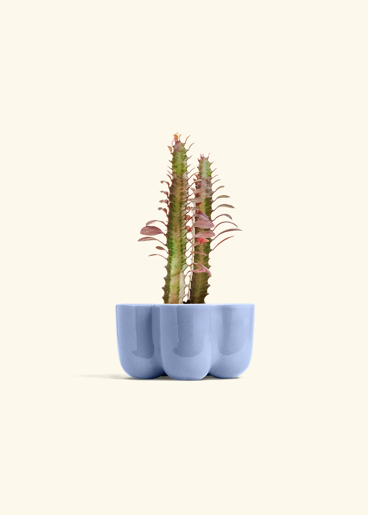 African Milk Tree, Small - Image 36