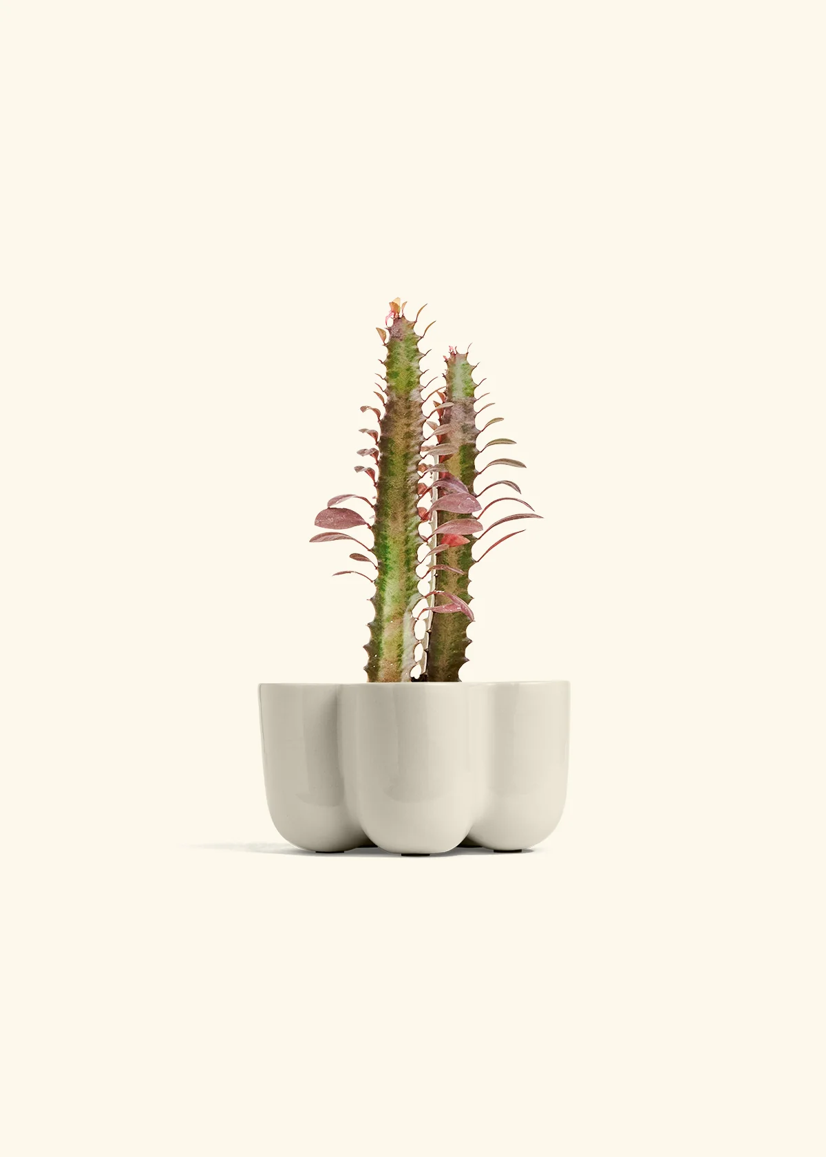 African Milk Tree, Small - Image 37