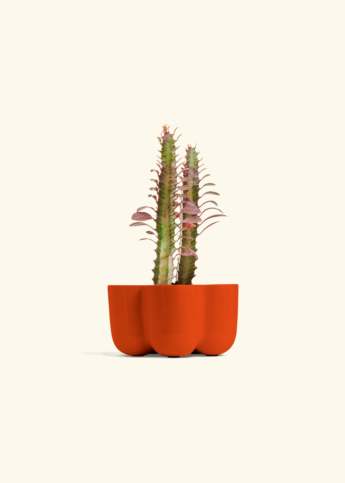 African Milk Tree, Small - Image 38