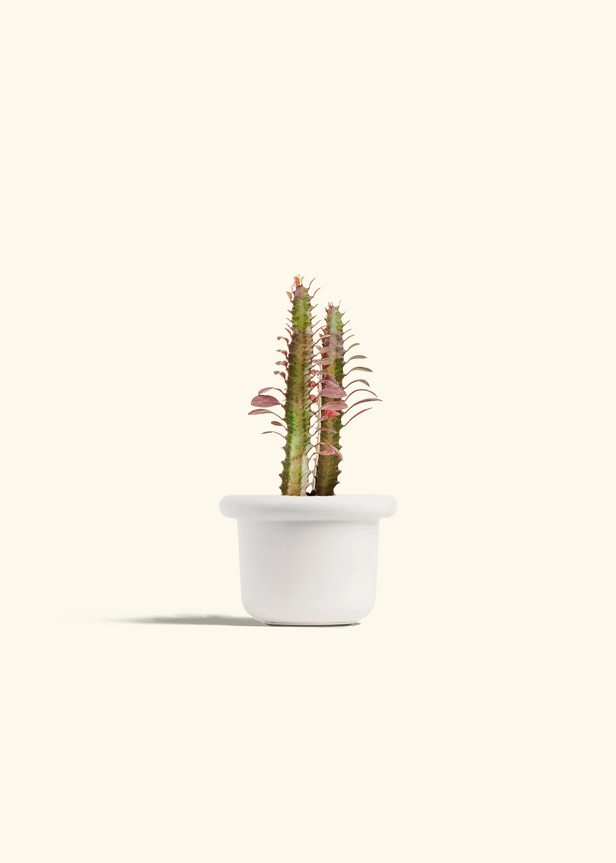 African Milk Tree, Small - Image 4