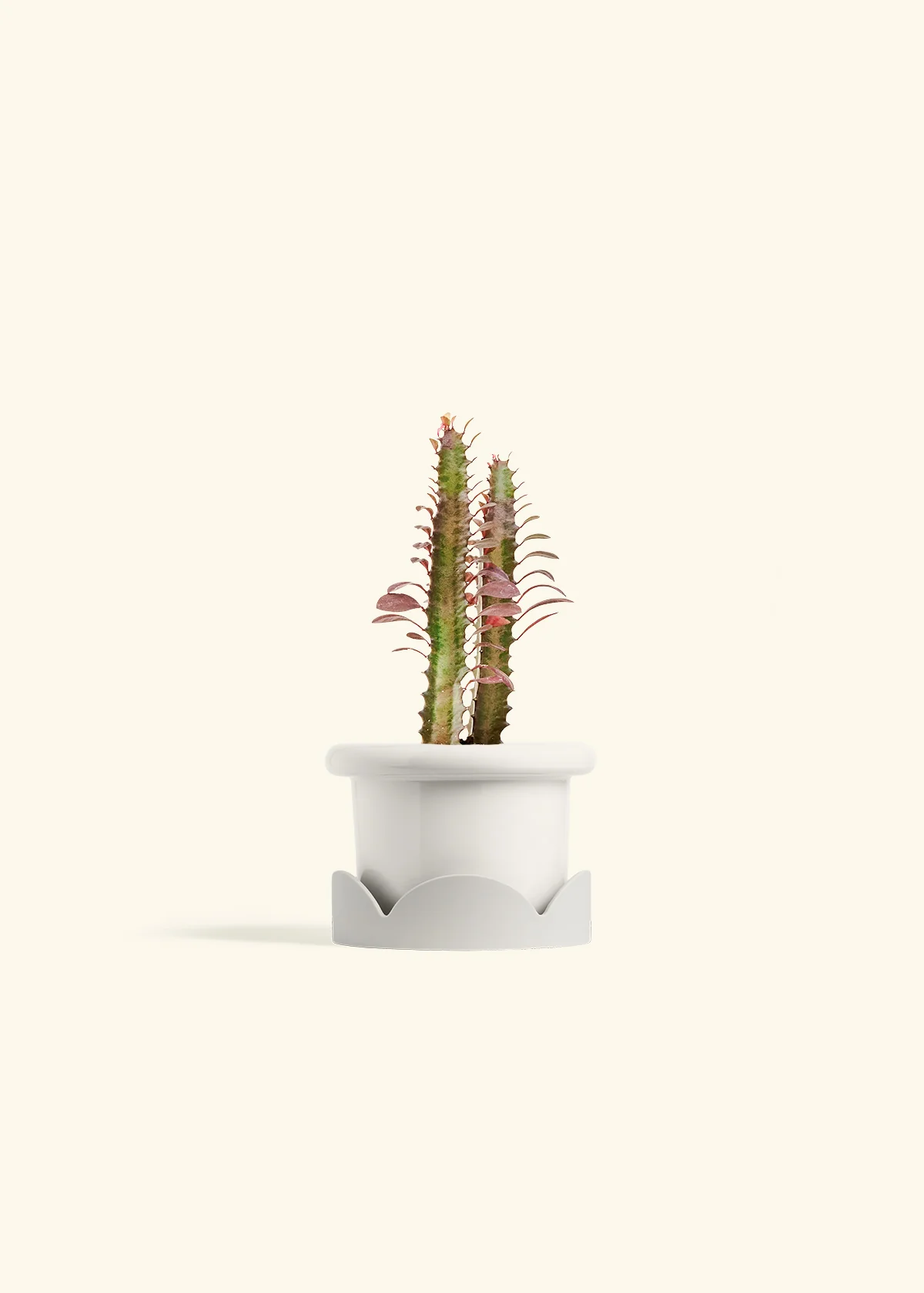 African Milk Tree, Small - Image 6