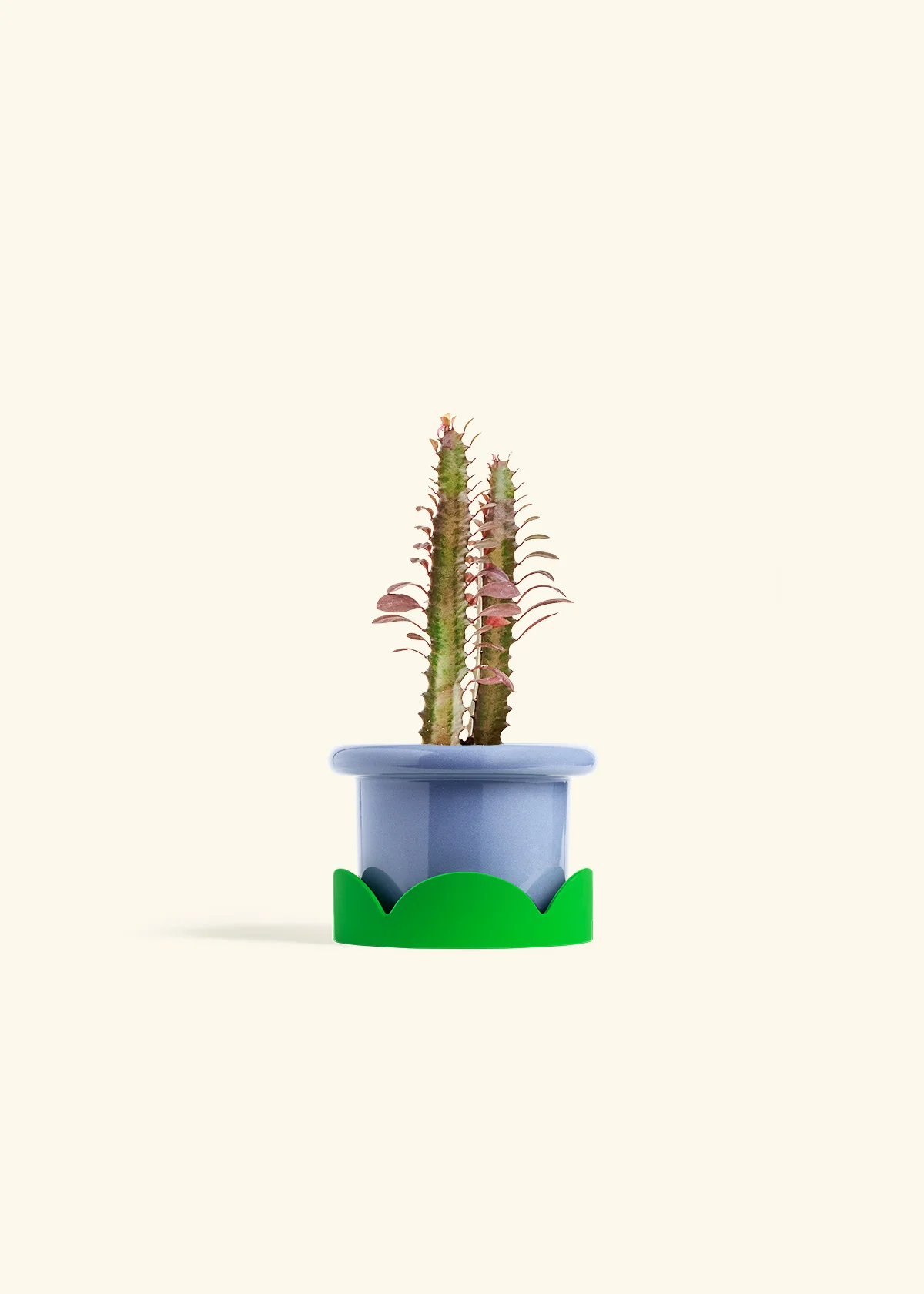 African Milk Tree, Small - Image 9