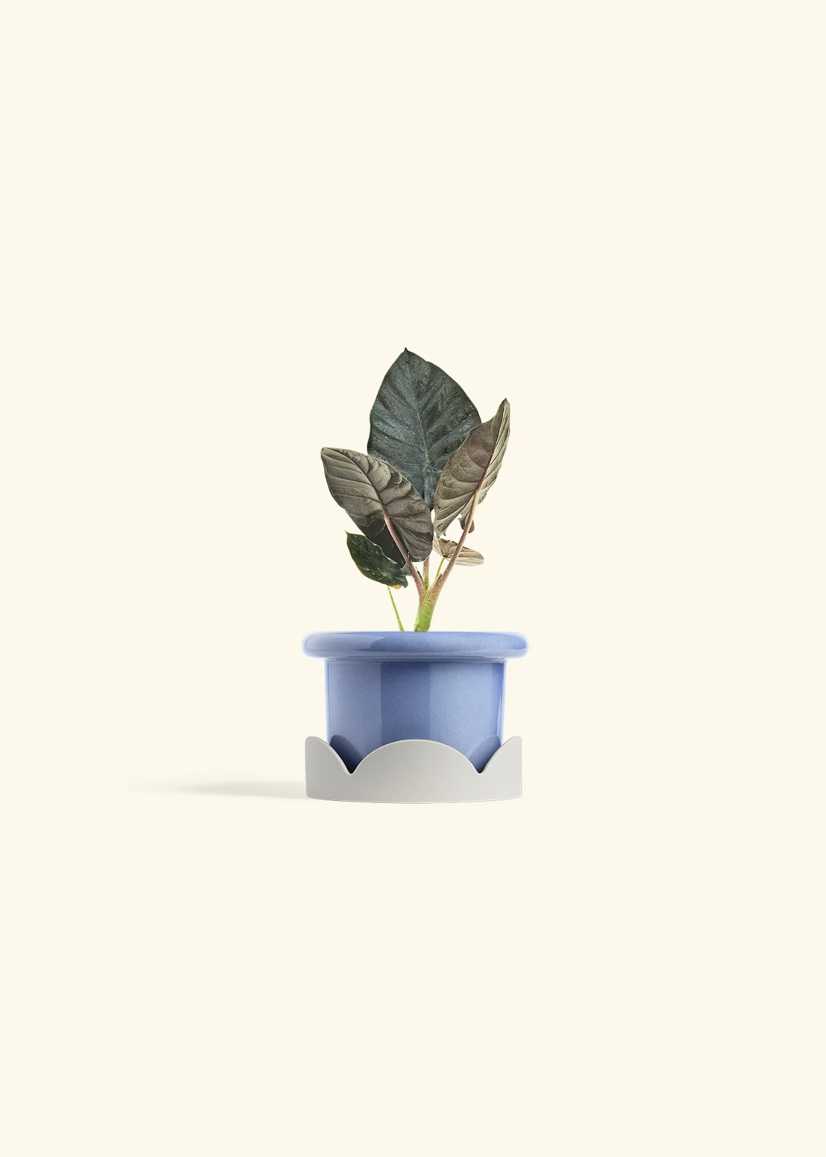 Alocasia 'Black Panther', Small - Image 10