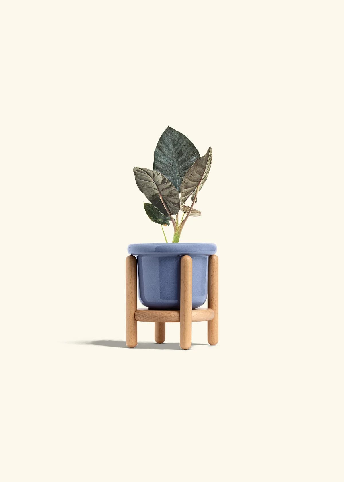 Alocasia 'Black Panther', Small - Image 11