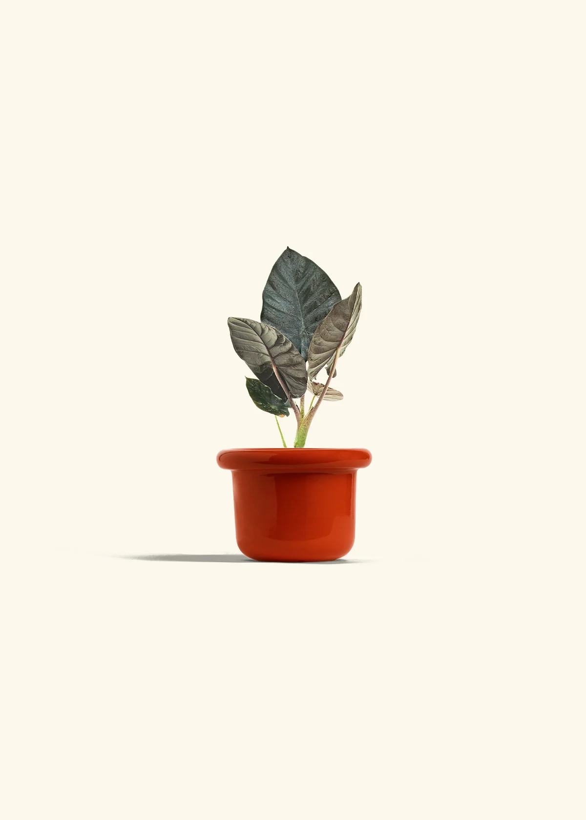 Alocasia 'Black Panther', Small - Image 12