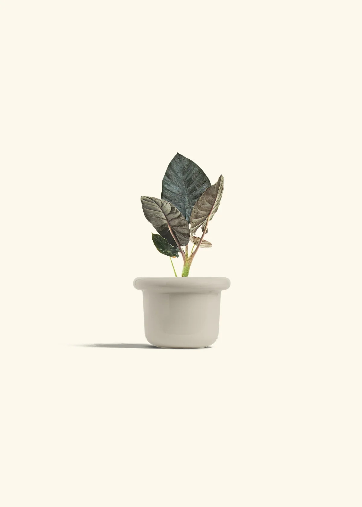 Alocasia 'Black Panther', Small - Image 16