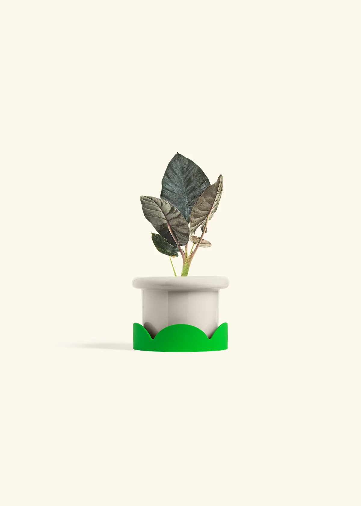 Alocasia 'Black Panther', Small - Image 17