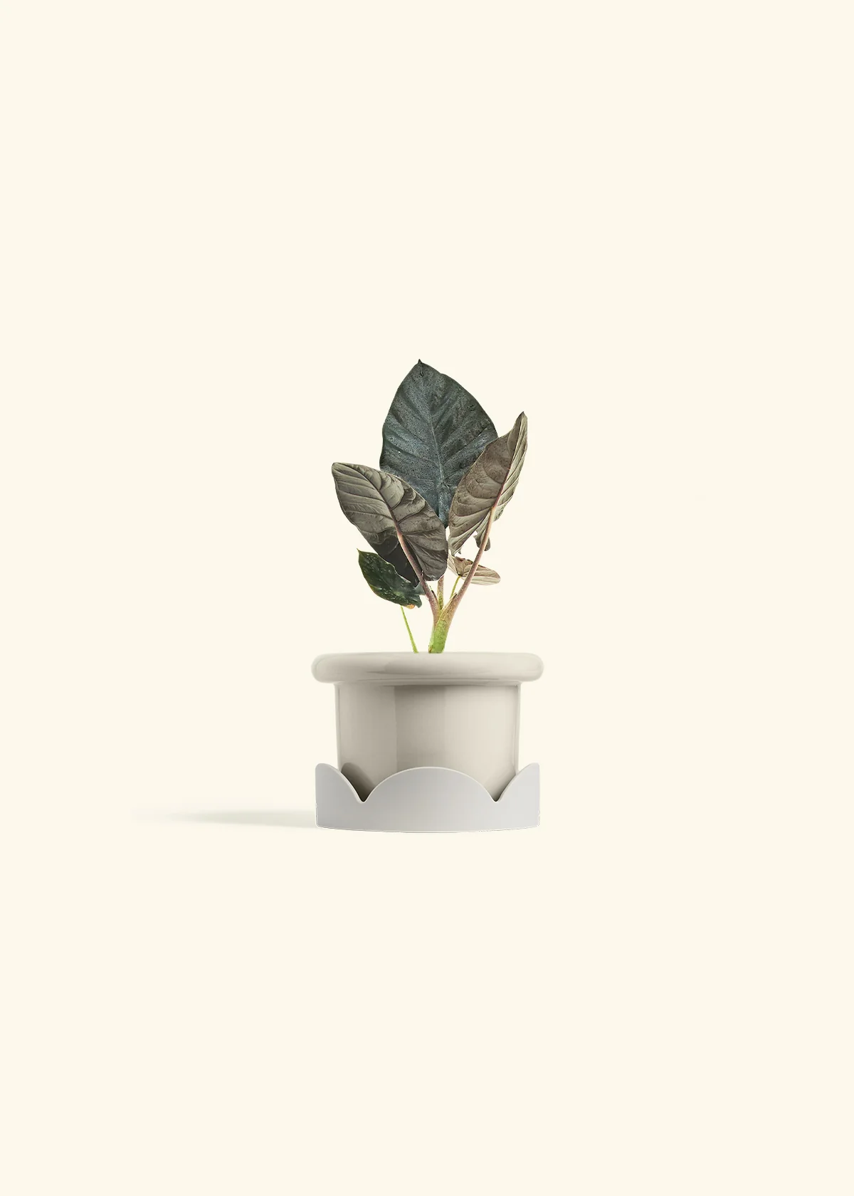 Alocasia 'Black Panther', Small - Image 18