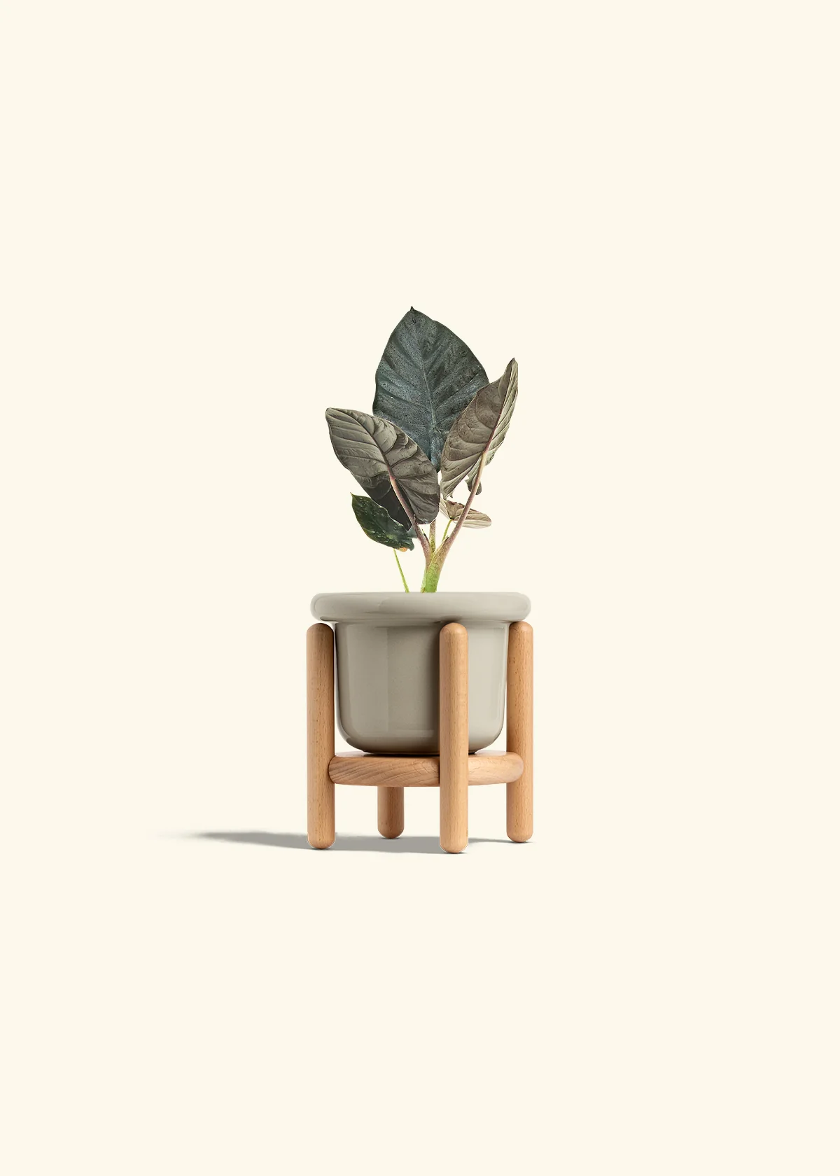 Alocasia 'Black Panther', Small - Image 19
