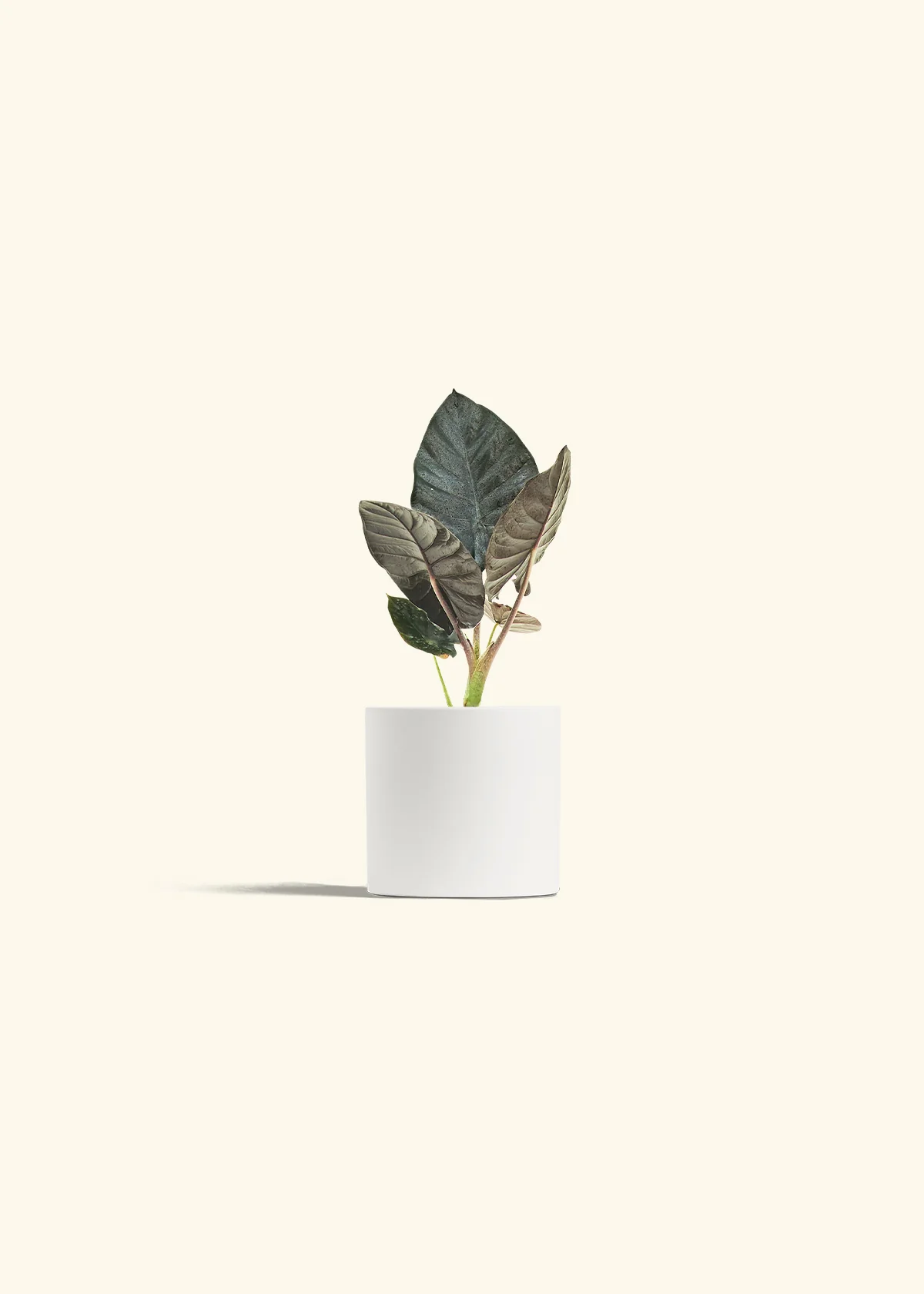 Alocasia 'Black Panther', Small - Image 20
