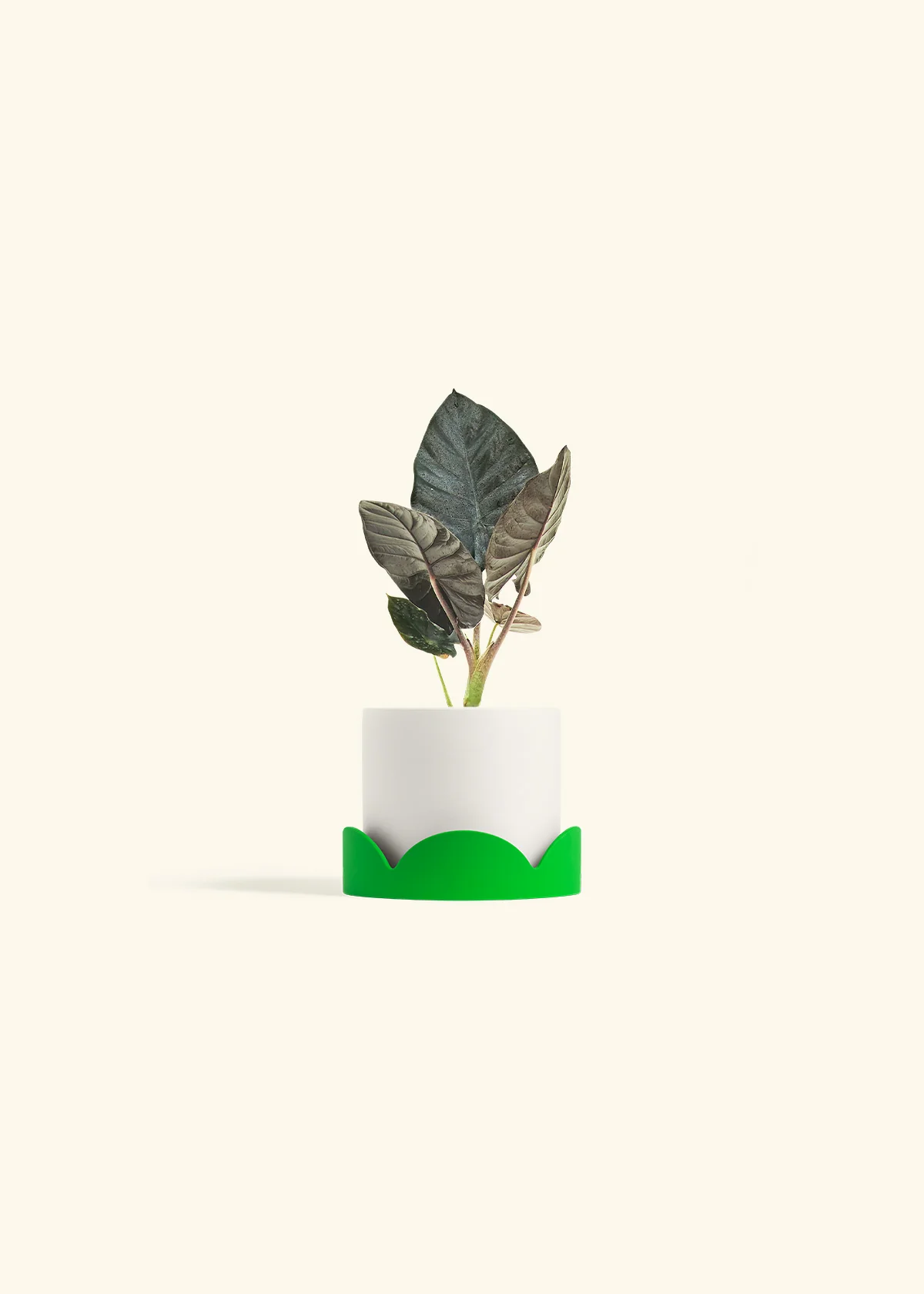 Alocasia 'Black Panther', Small - Image 21