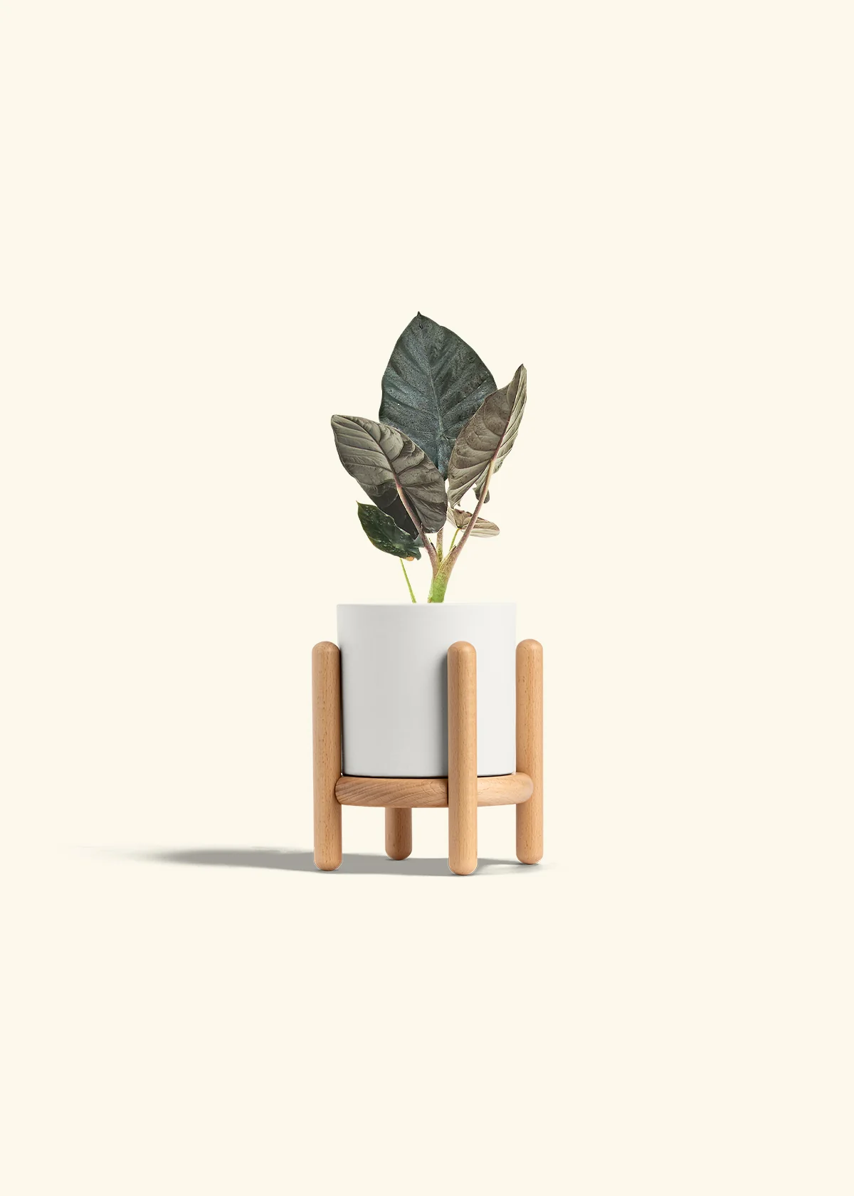 Alocasia 'Black Panther', Small - Image 23