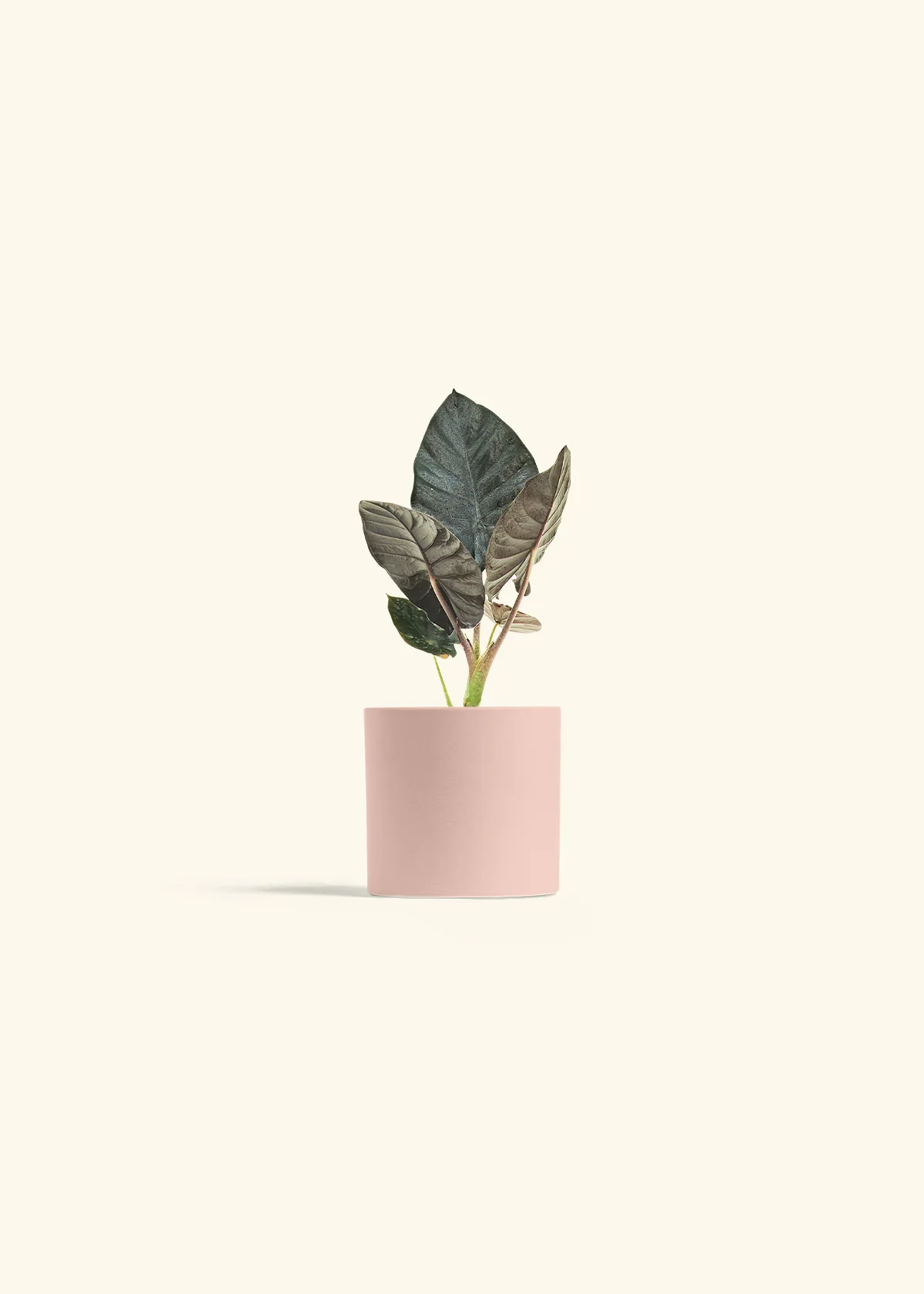 Alocasia 'Black Panther', Small - Image 24