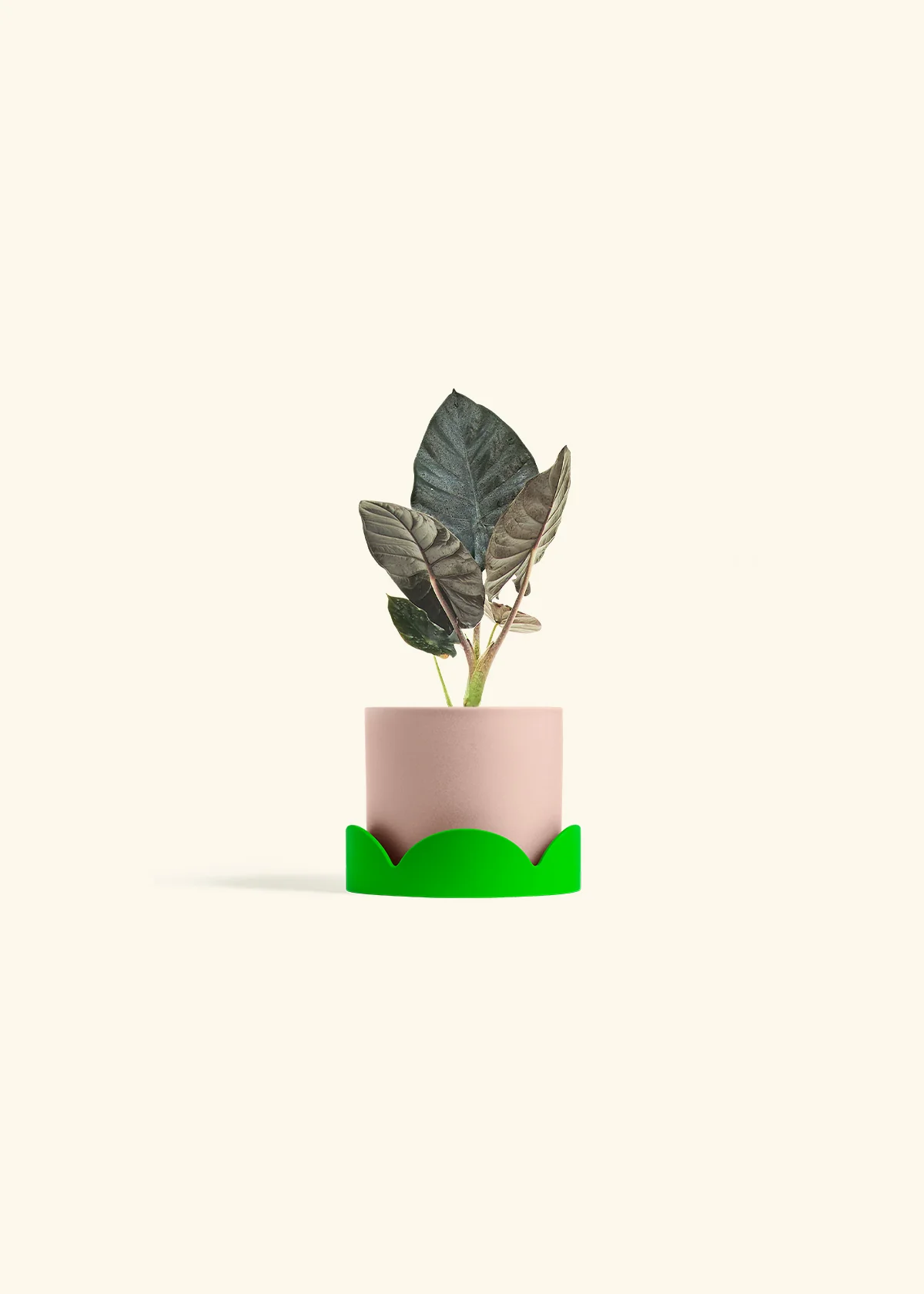 Alocasia 'Black Panther', Small - Image 25