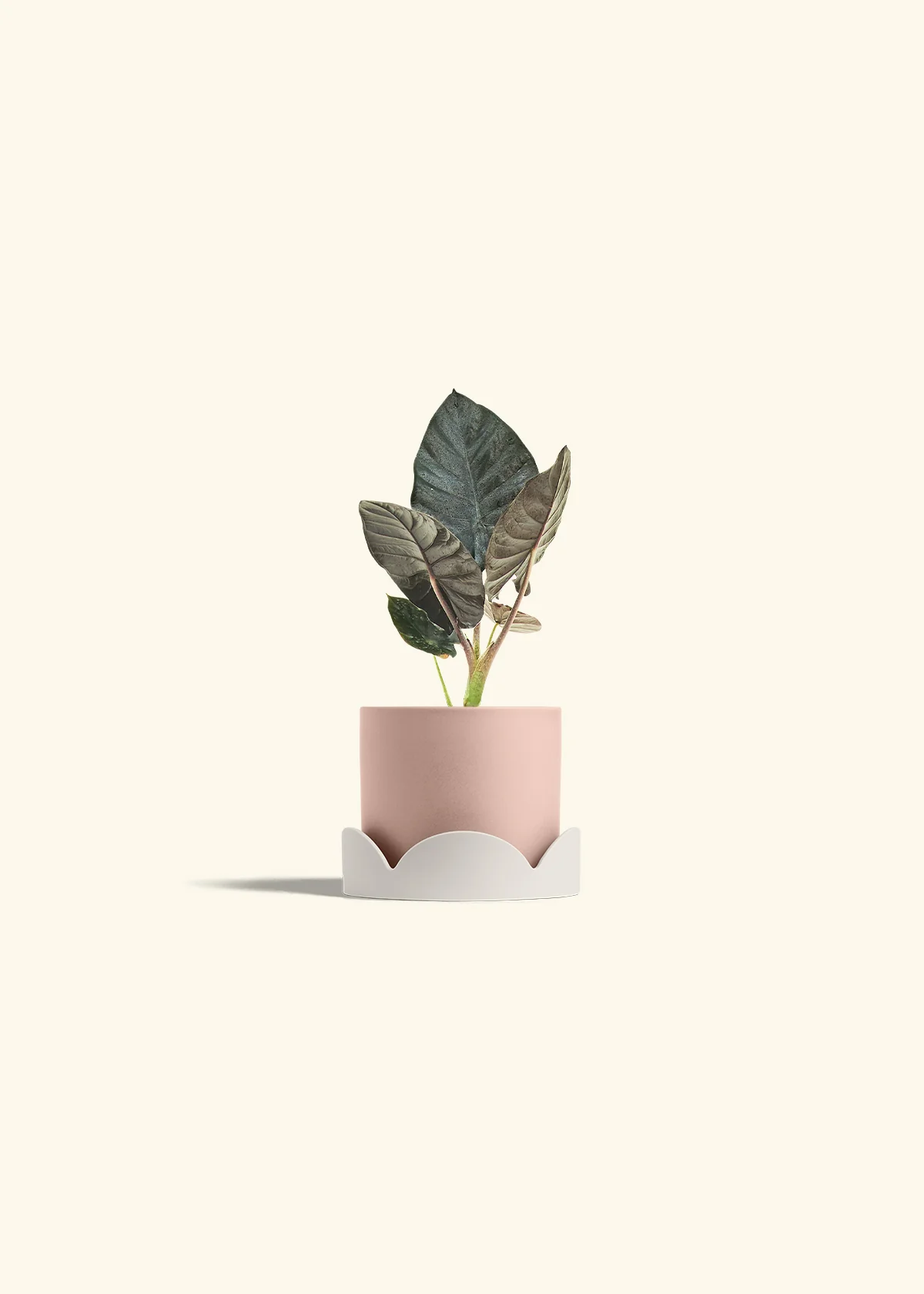 Alocasia 'Black Panther', Small - Image 26
