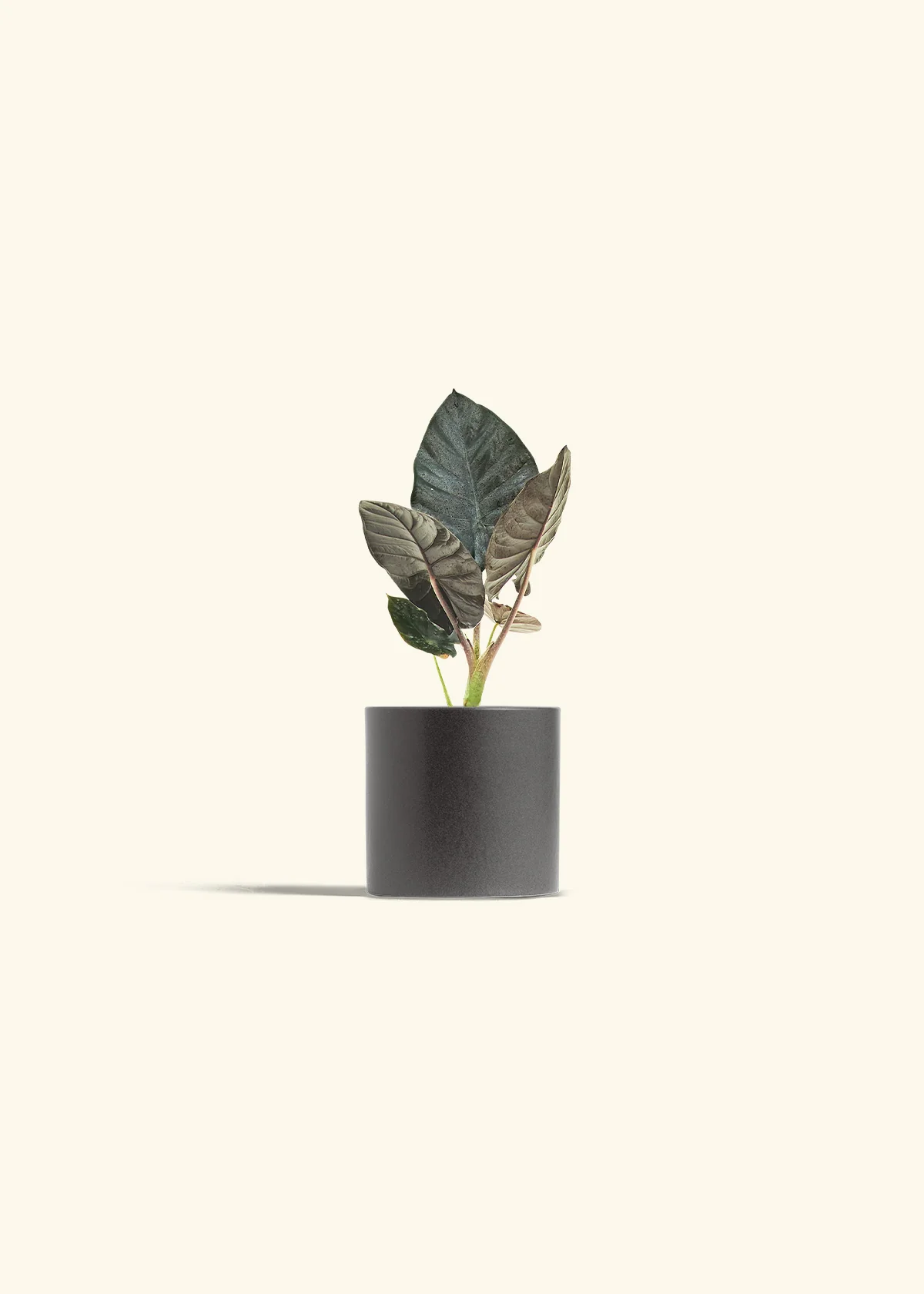 Alocasia 'Black Panther', Small - Image 28