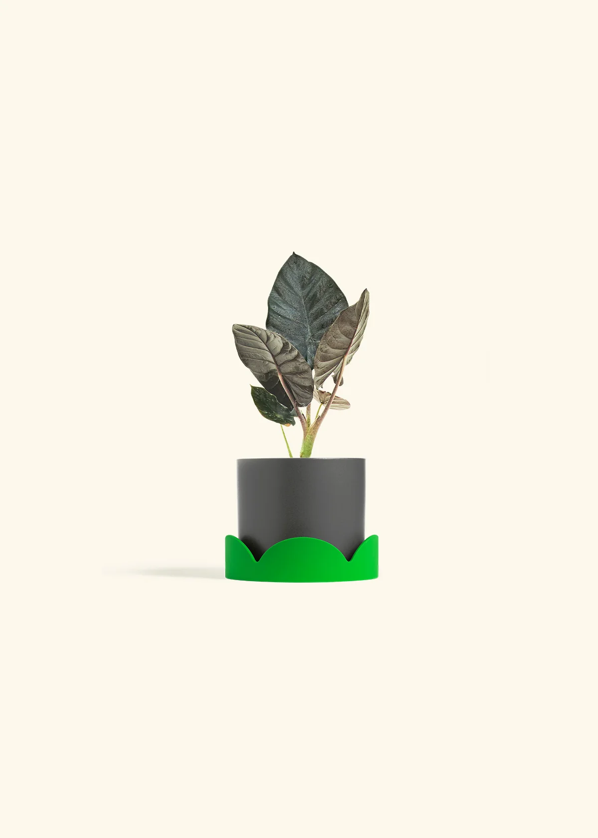 Alocasia 'Black Panther', Small - Image 29