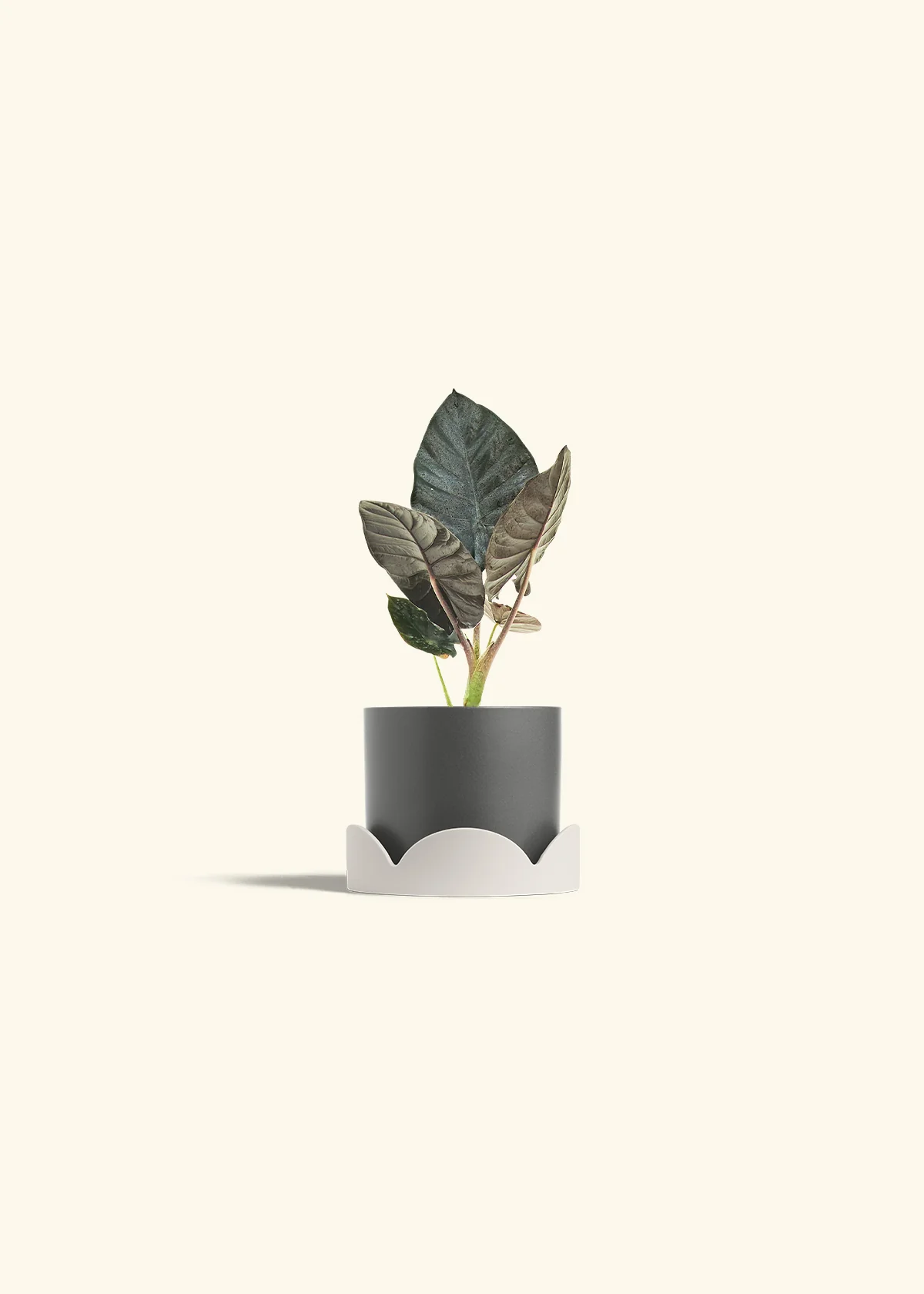 Alocasia 'Black Panther', Small - Image 30