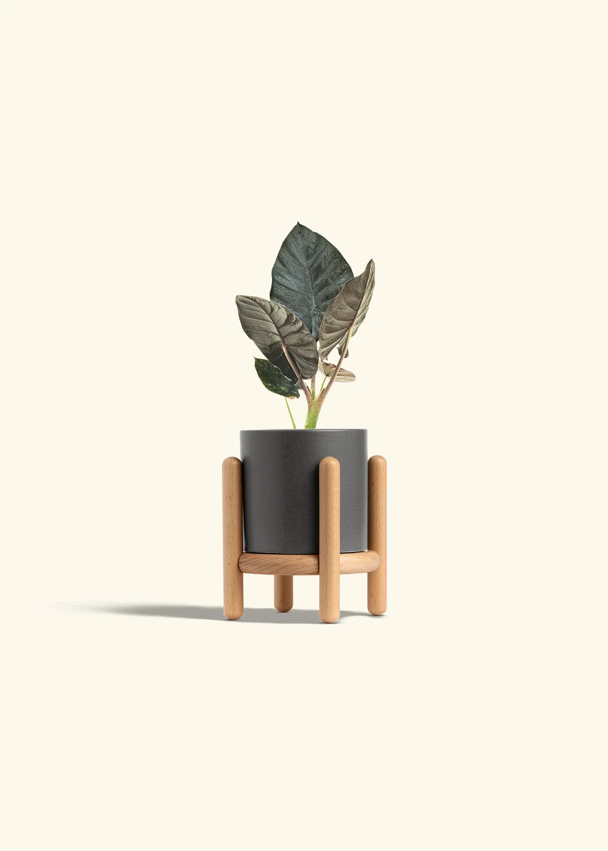 Alocasia 'Black Panther', Small - Image 31