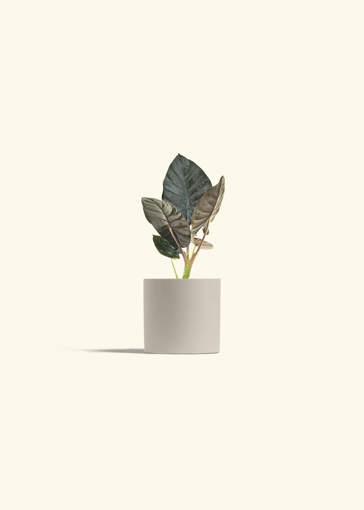 Alocasia 'Black Panther', Small - Image 32