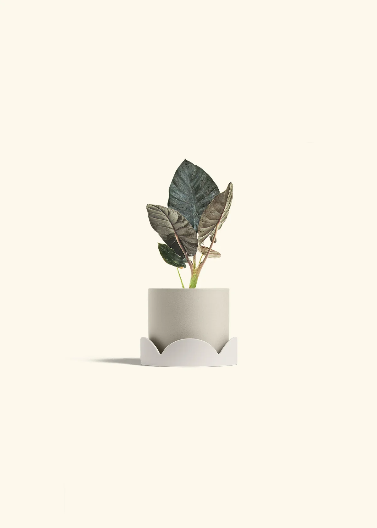 Alocasia 'Black Panther', Small - Image 34