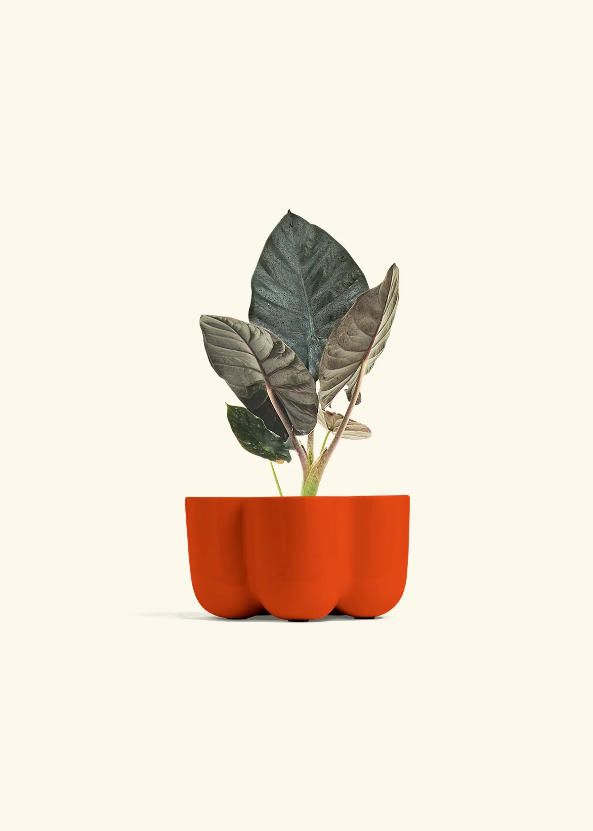 Alocasia 'Black Panther', Small - Image 36