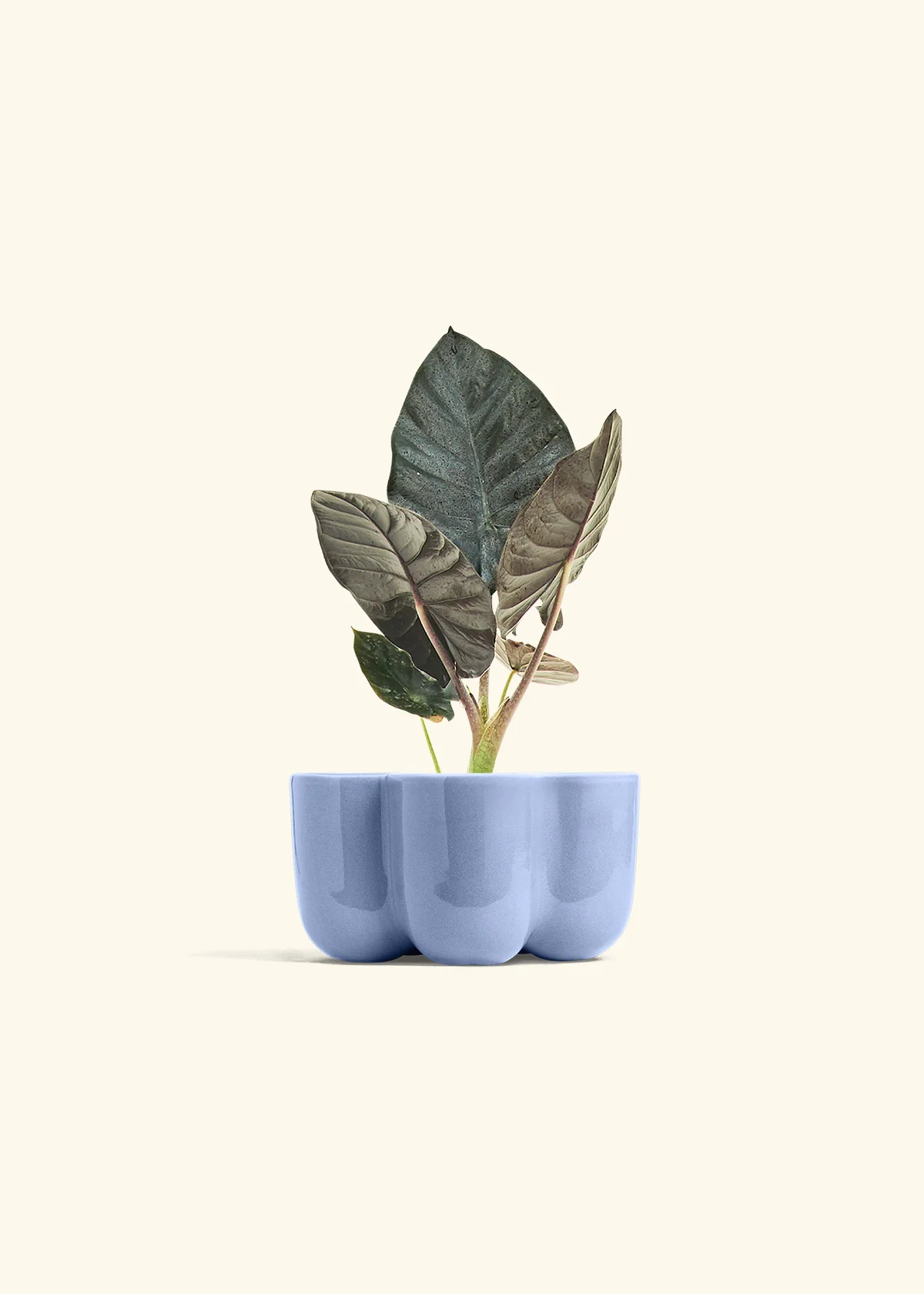 Alocasia 'Black Panther', Small - Image 37